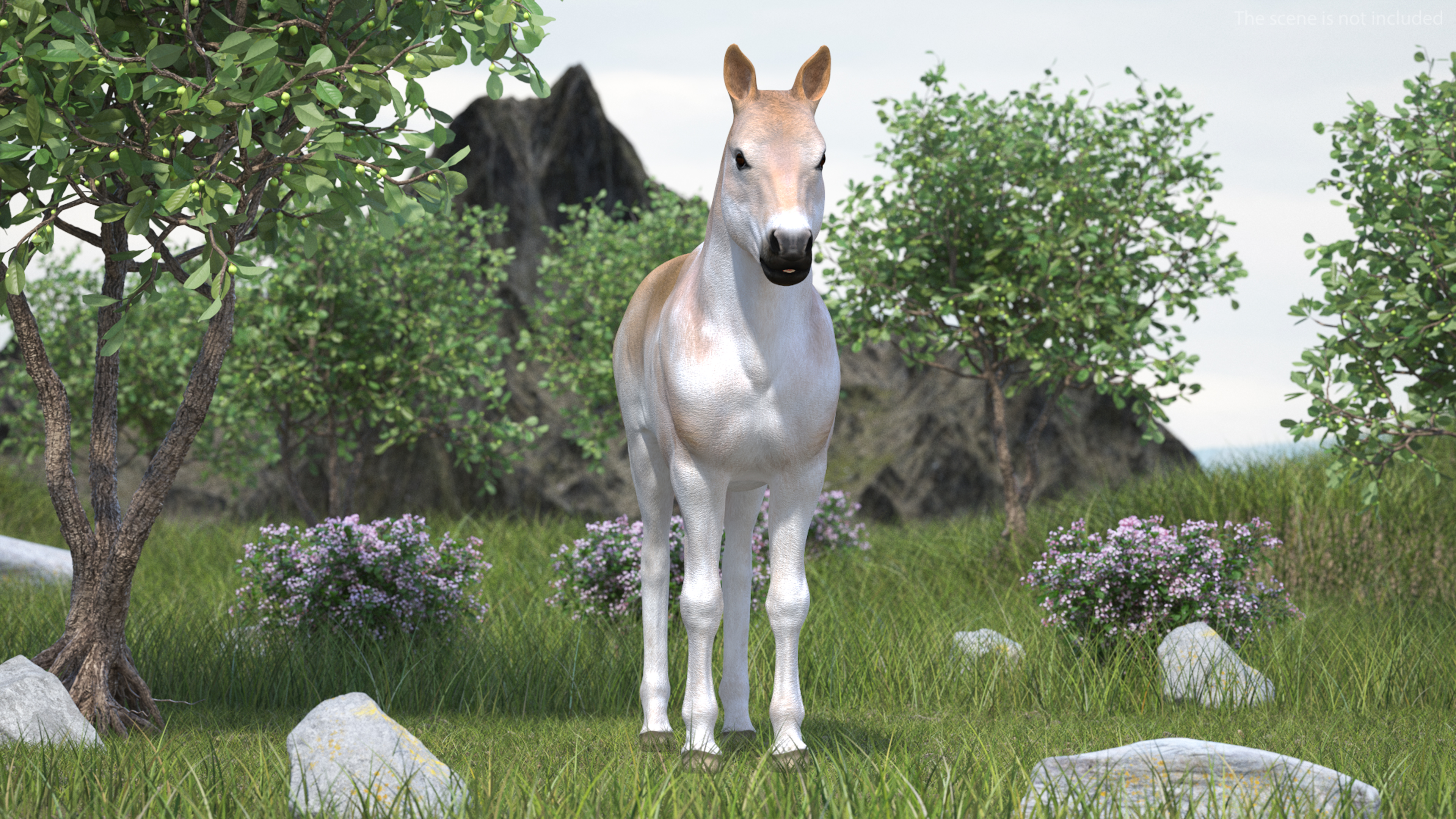 3D Realistic Shetland Pony model