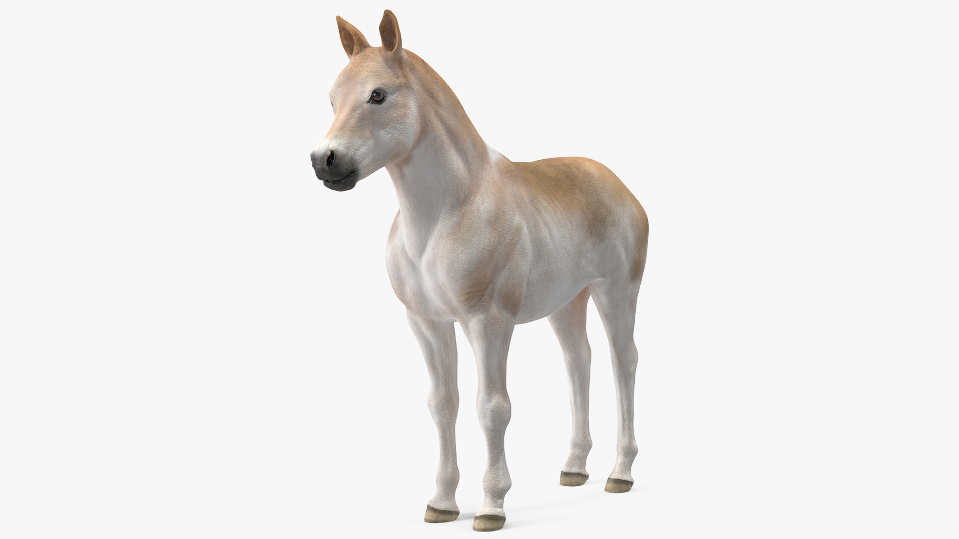 3D Realistic Shetland Pony model