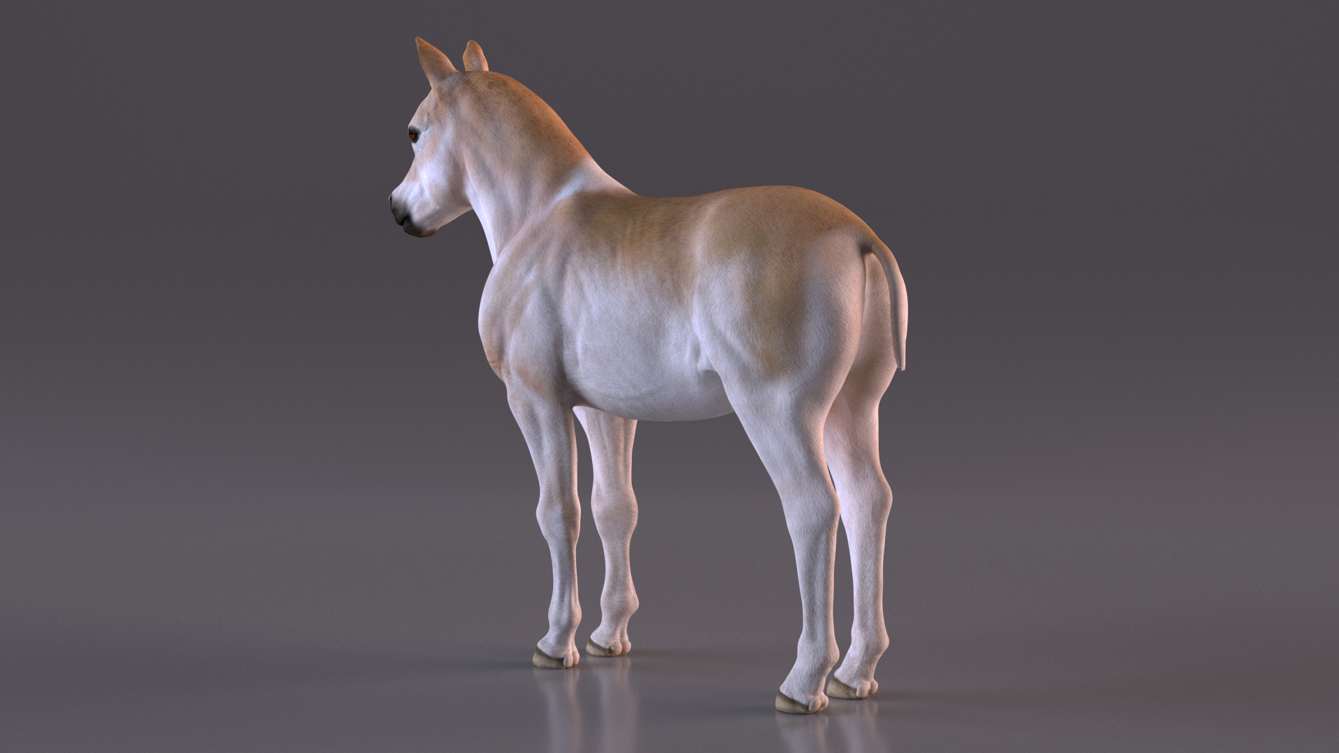 3D Realistic Shetland Pony model