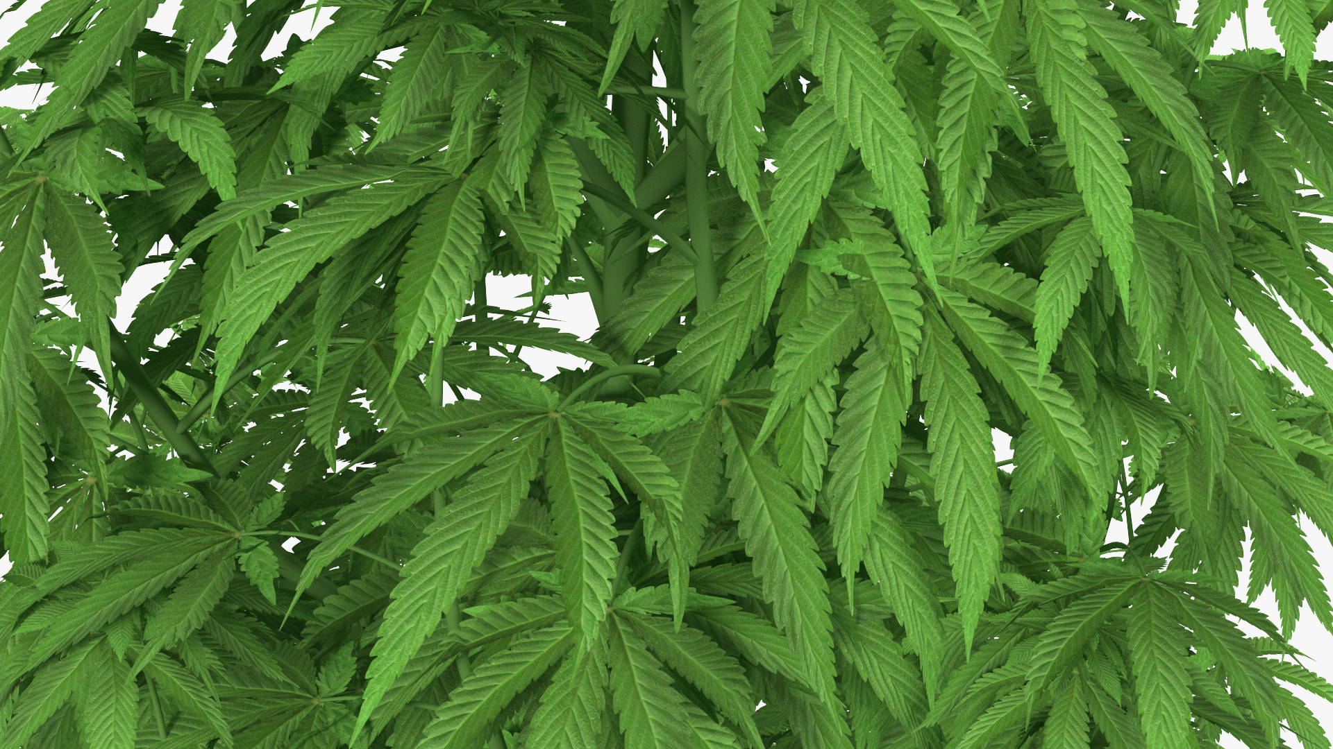 3D model Marijuana Plant