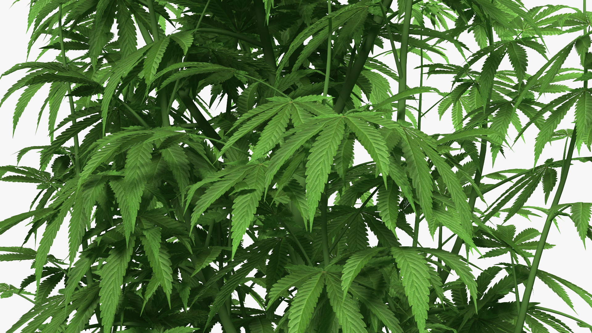 3D model Marijuana Plant