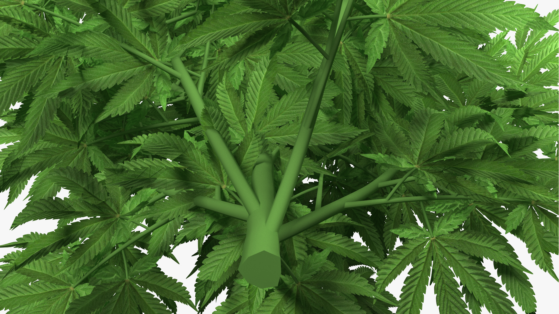 3D model Marijuana Plant