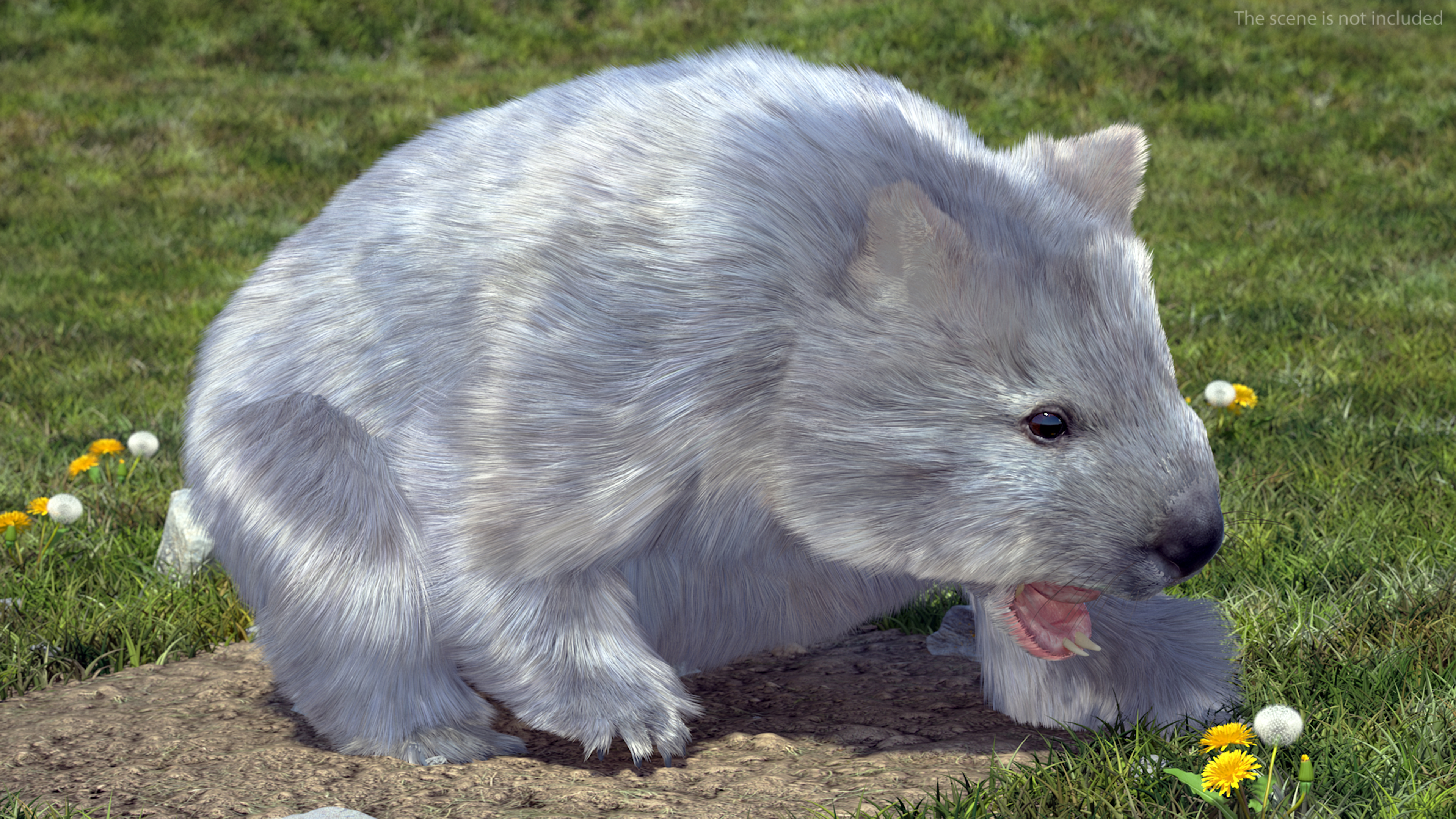 Wombat Grey Fur Rigged 3D