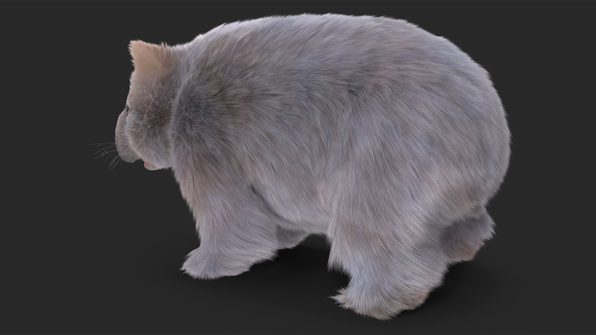 Wombat Grey Fur Rigged 3D