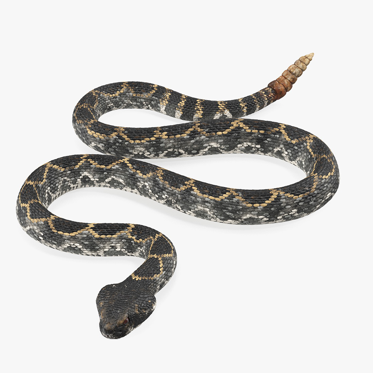 3D Giant Dark Rattlesnake Rigged for Cinema 4D model