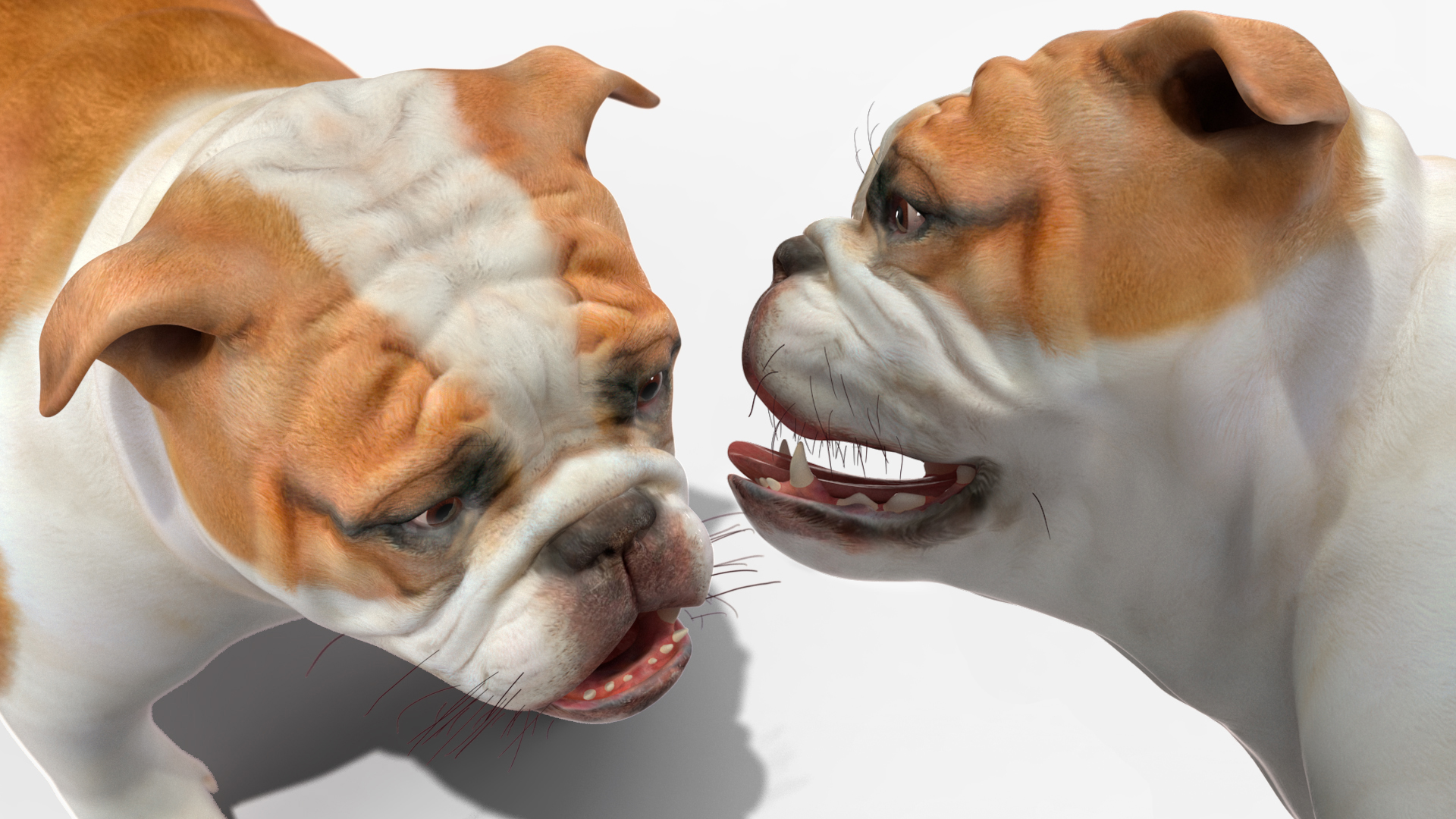 3D Bulldog Rigged for Maya model