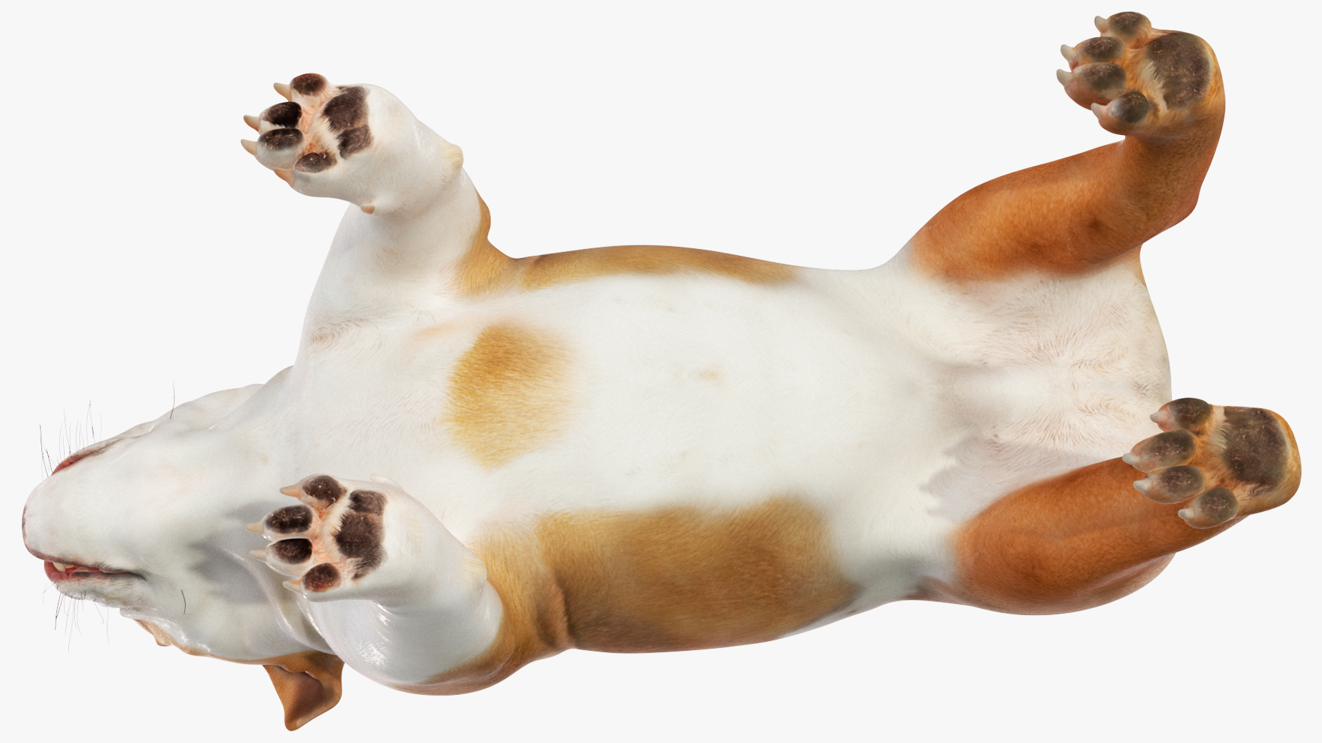 3D Bulldog Rigged for Maya model