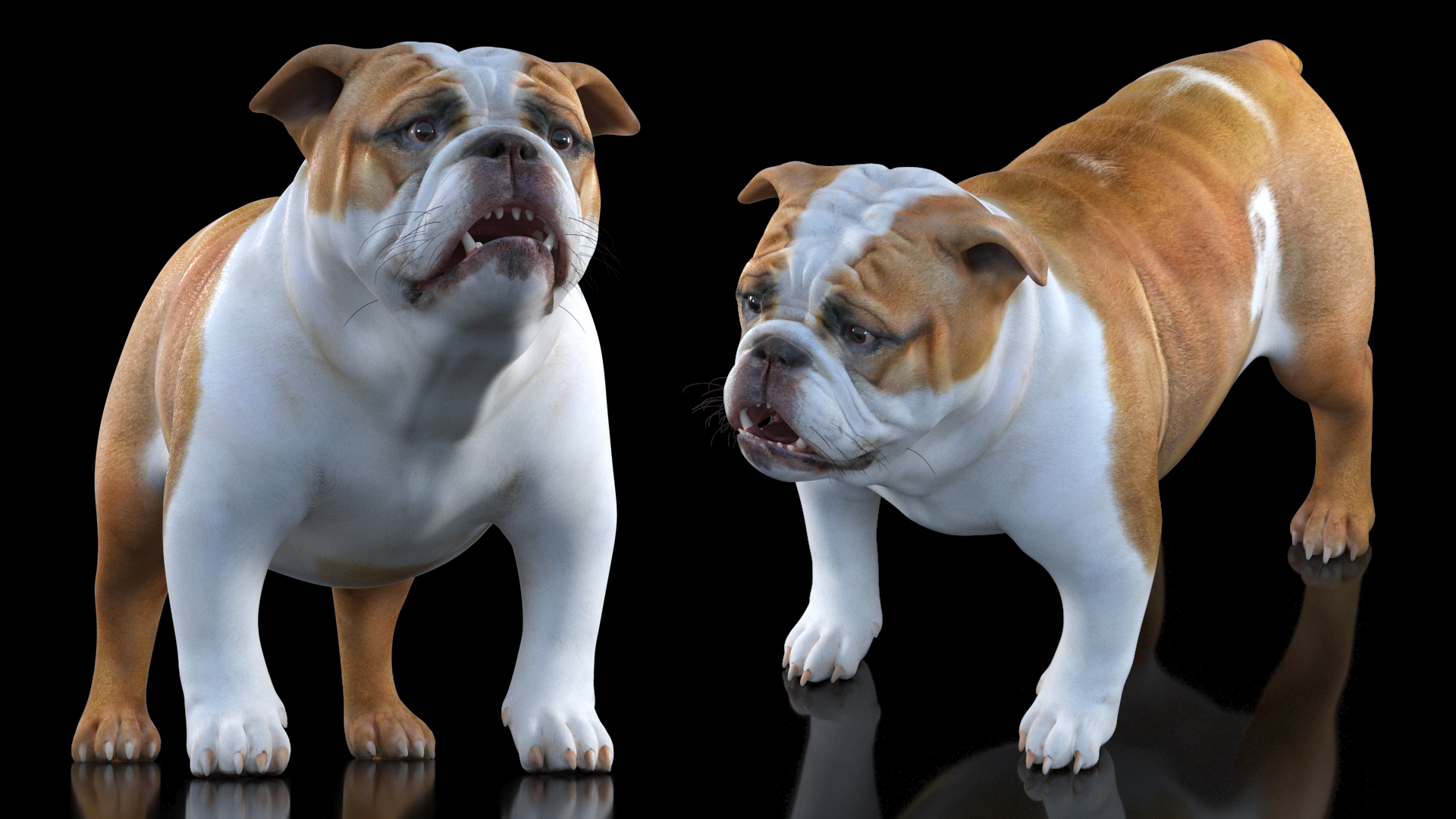 3D Bulldog Rigged for Maya model