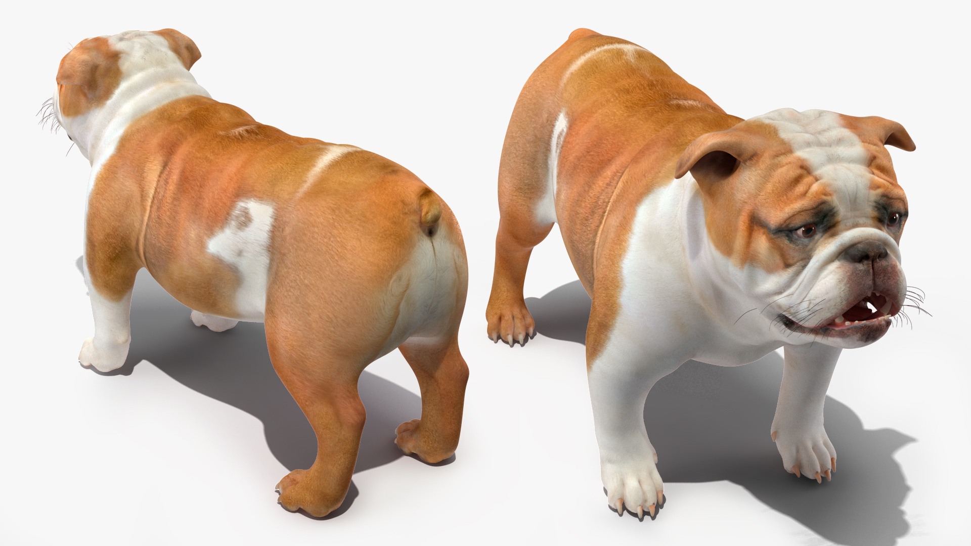 3D Bulldog Rigged for Maya model