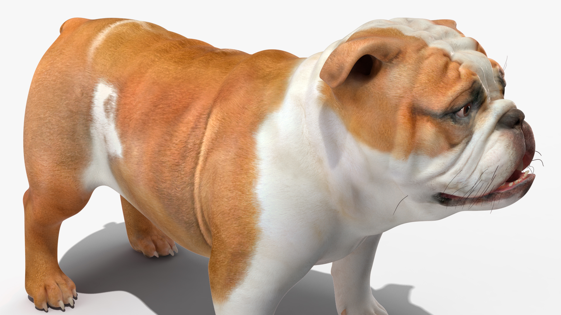 3D Bulldog Rigged for Maya model