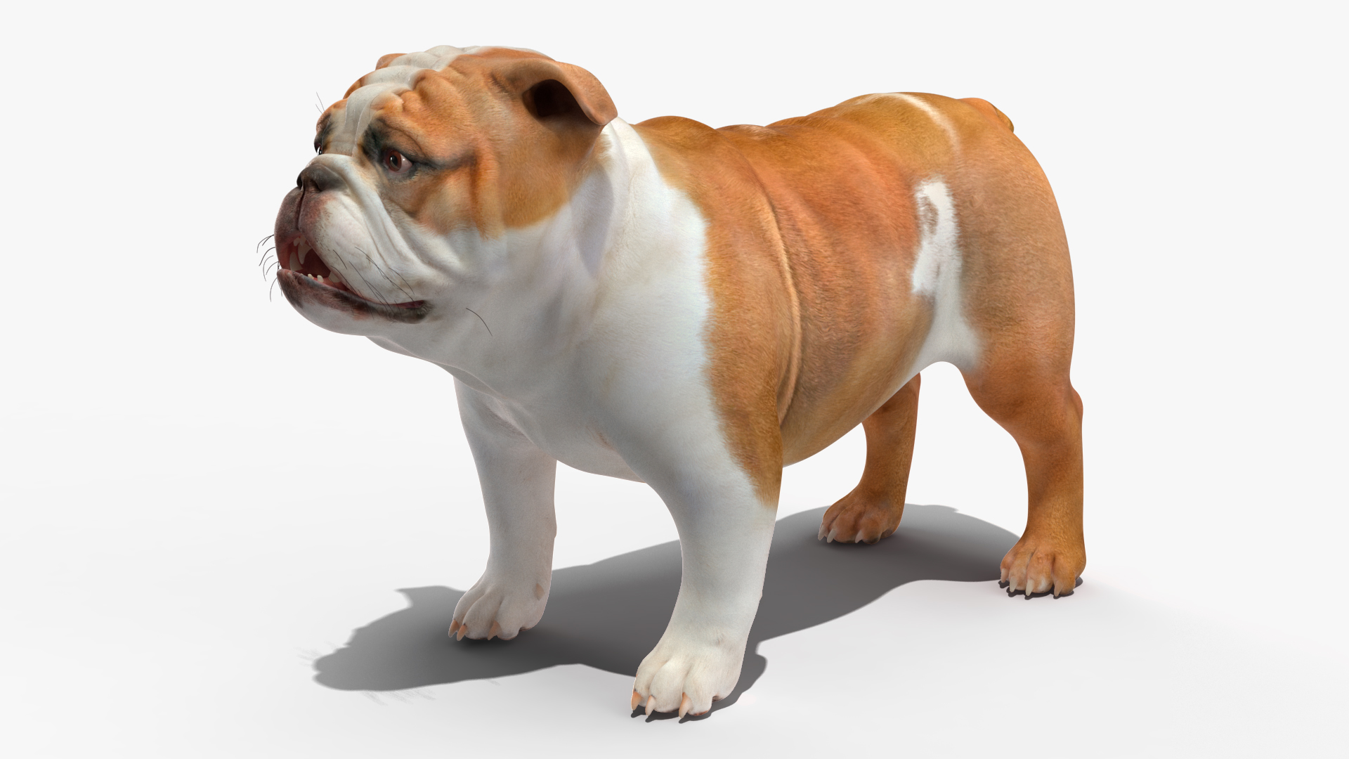 3D Bulldog Rigged for Maya model
