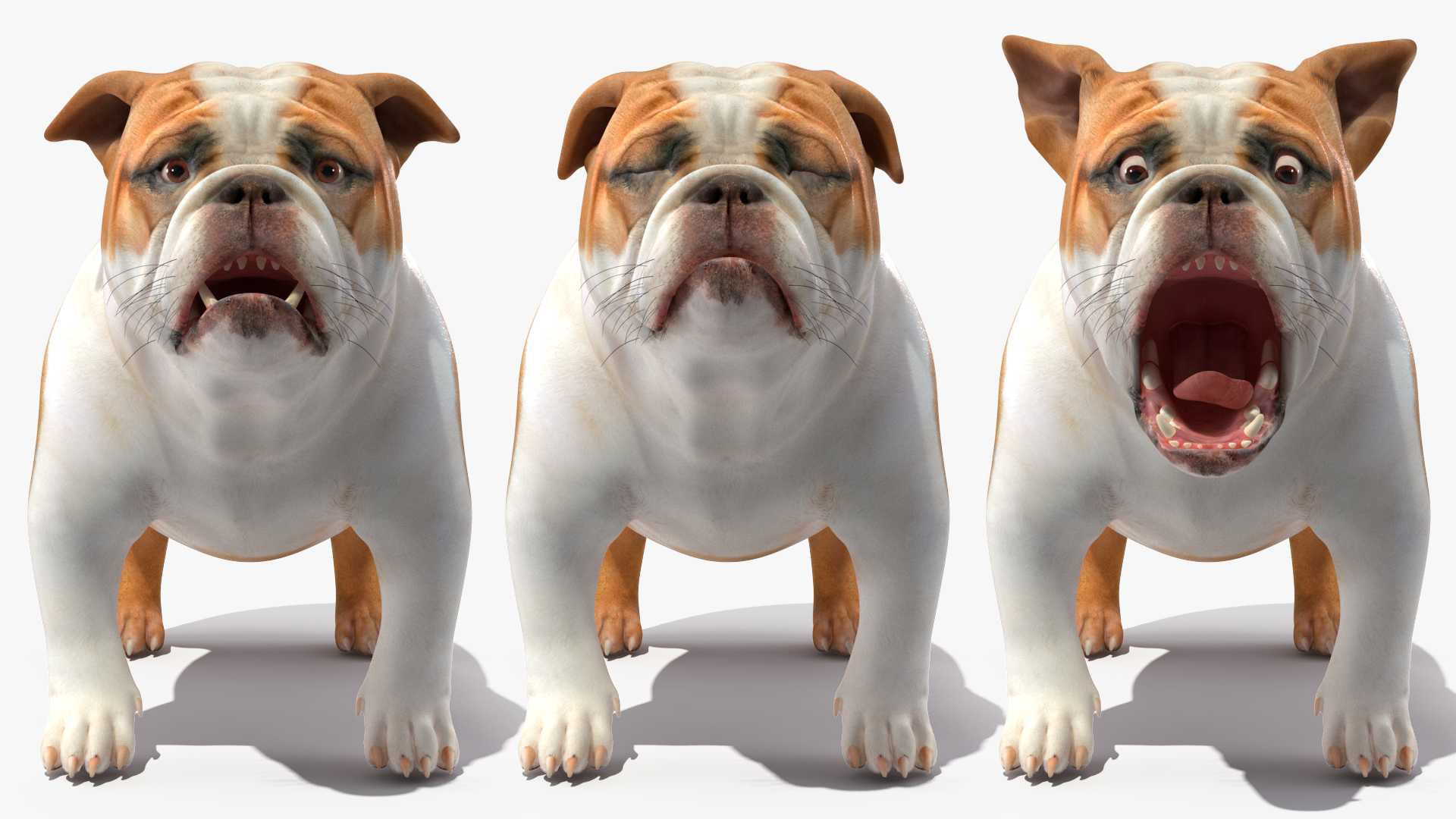 3D Bulldog Rigged for Maya model