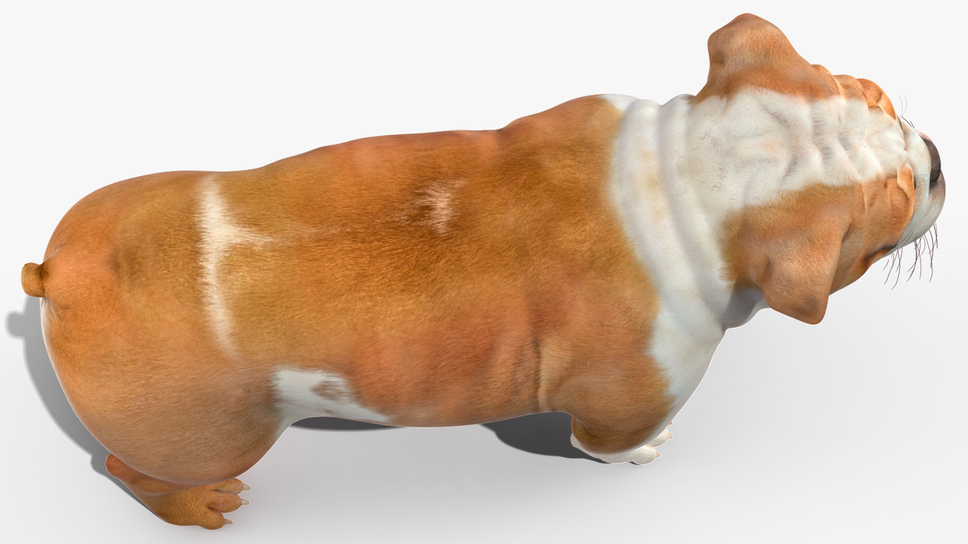 3D Bulldog Rigged for Maya model
