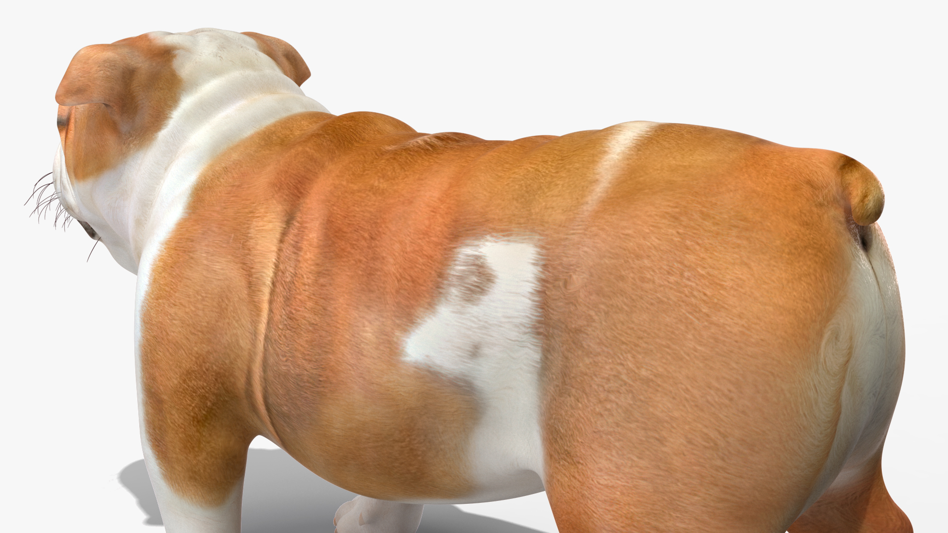 3D Bulldog Rigged for Maya model