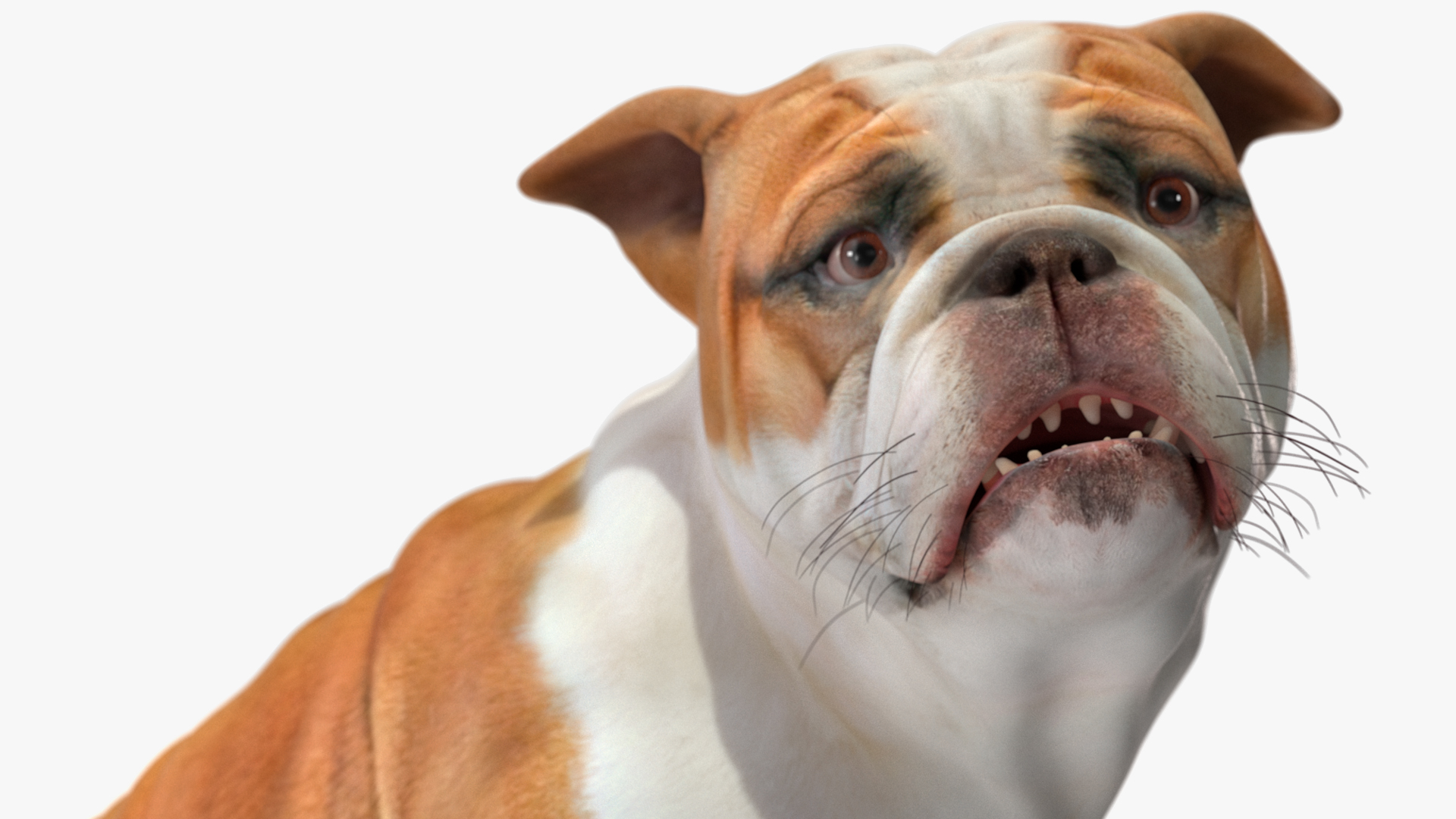 3D Bulldog Rigged for Maya model