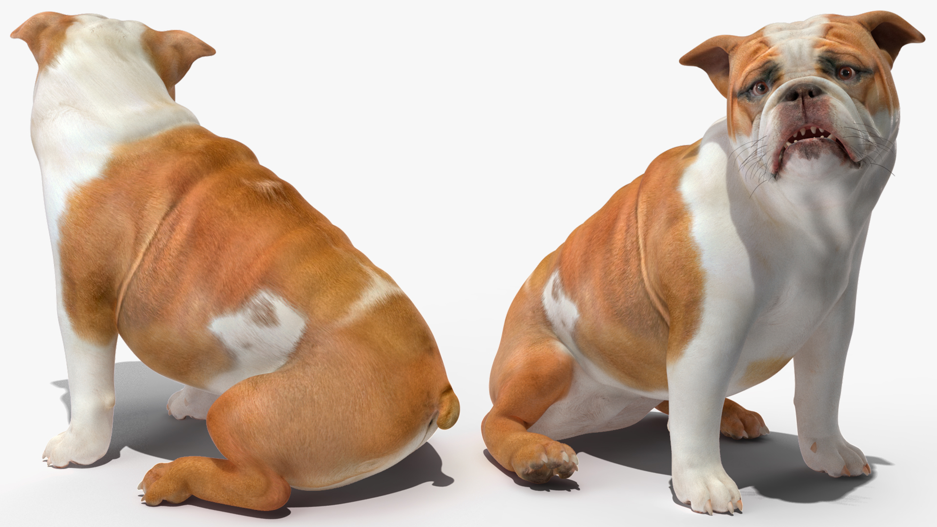 3D Bulldog Rigged for Maya model