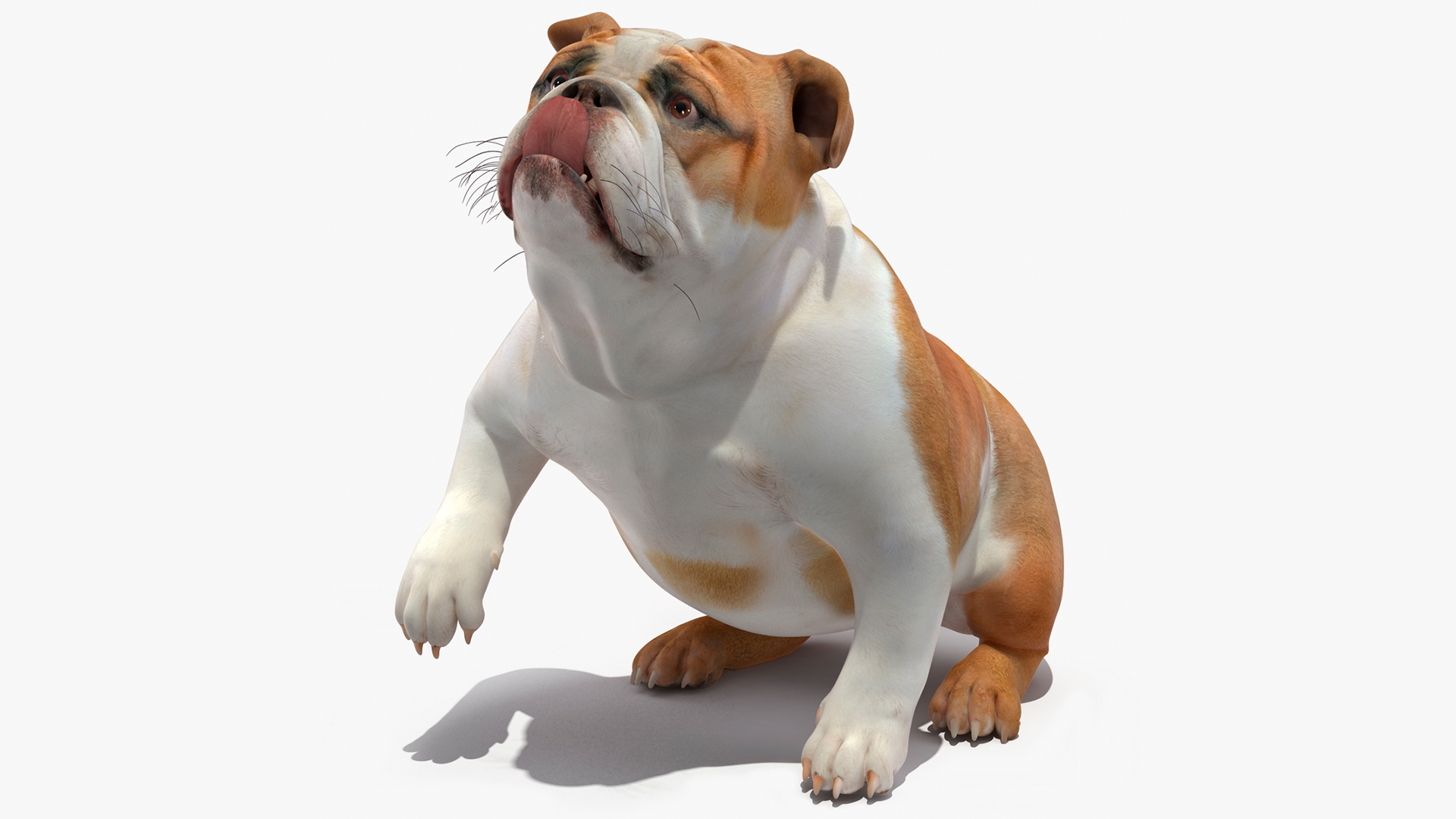 3D Bulldog Rigged for Maya model