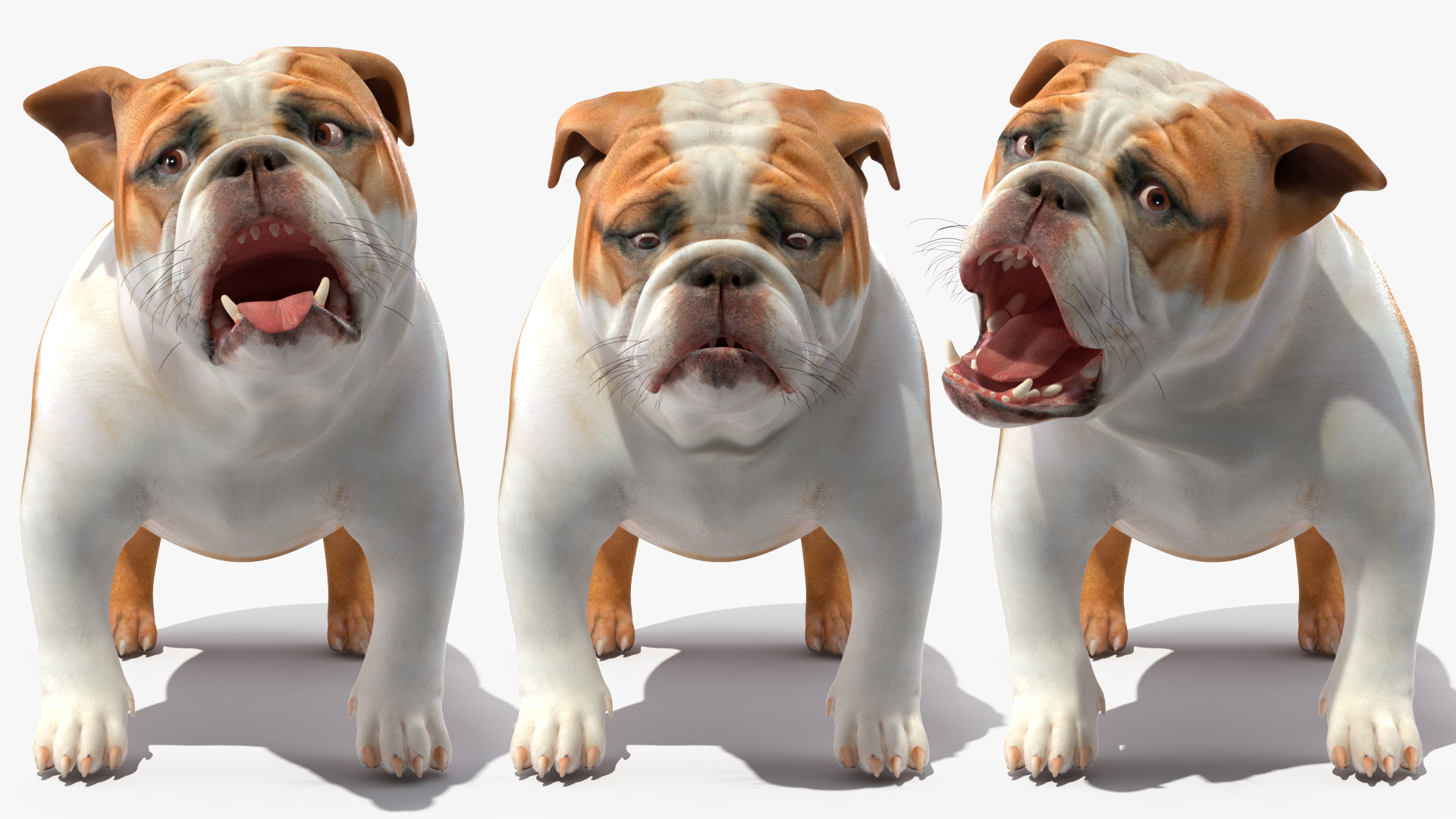 3D Bulldog Rigged for Maya model