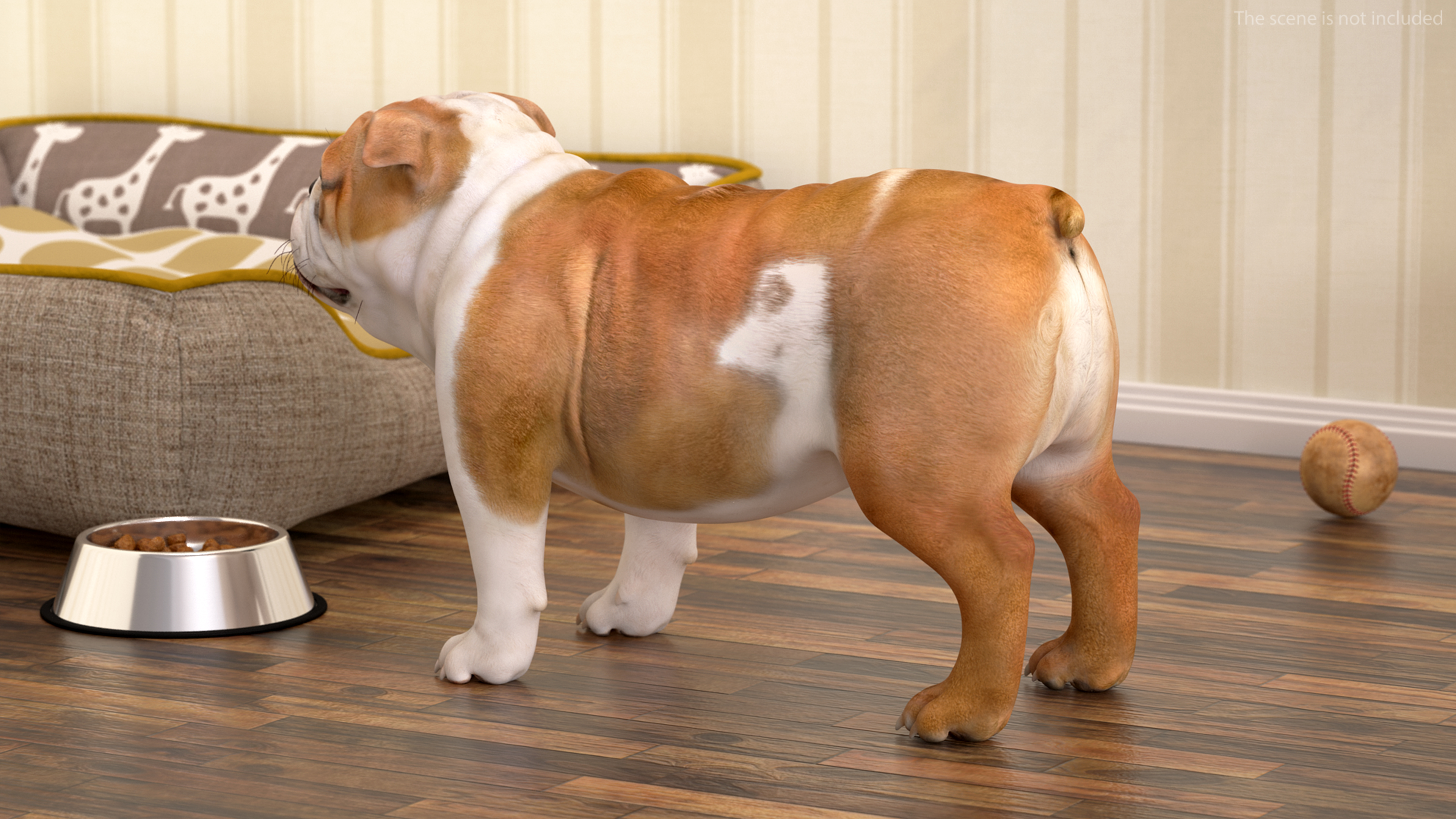 3D Bulldog Rigged for Maya model
