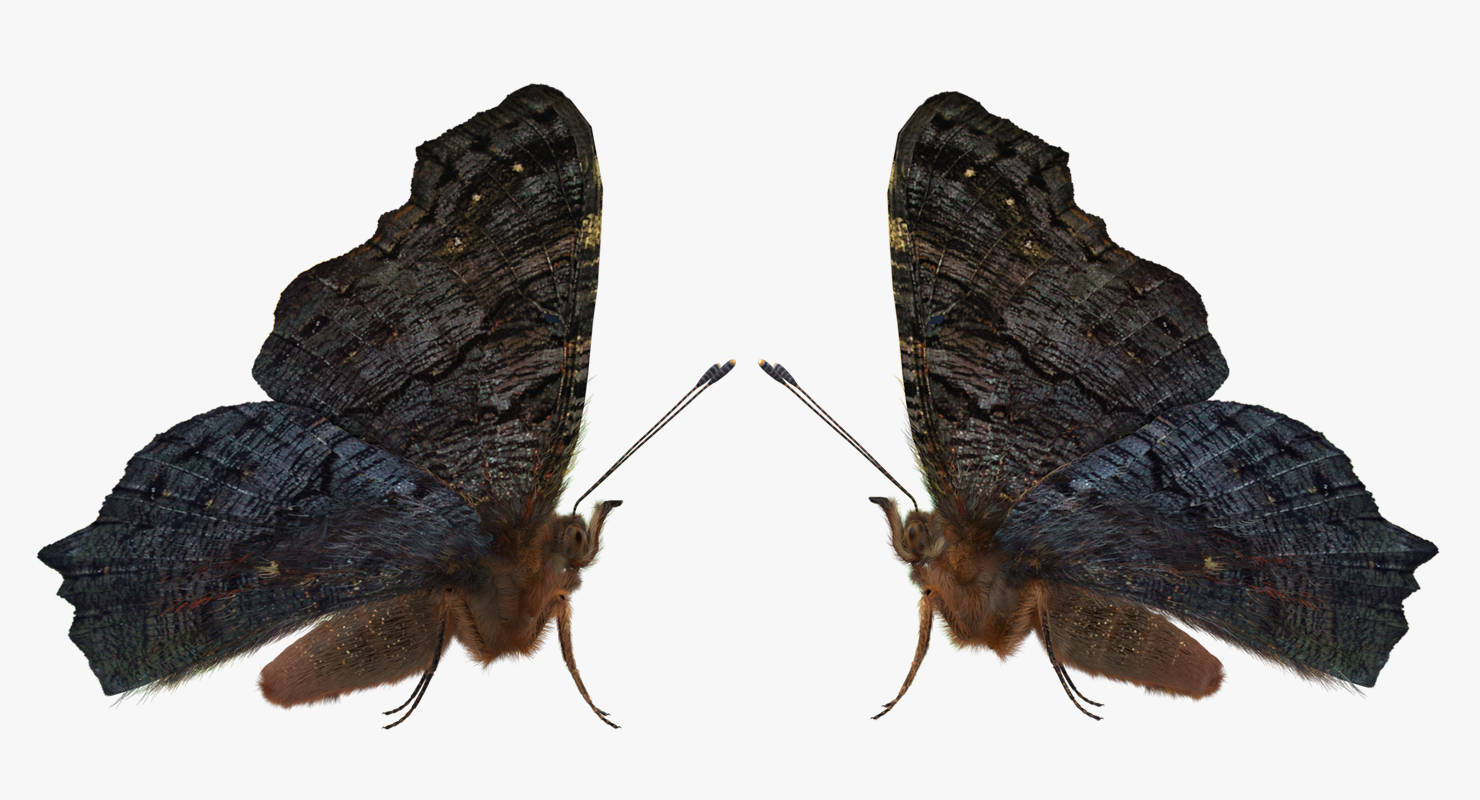 Peacock Butterfly or Aglais io with Fur 3D model