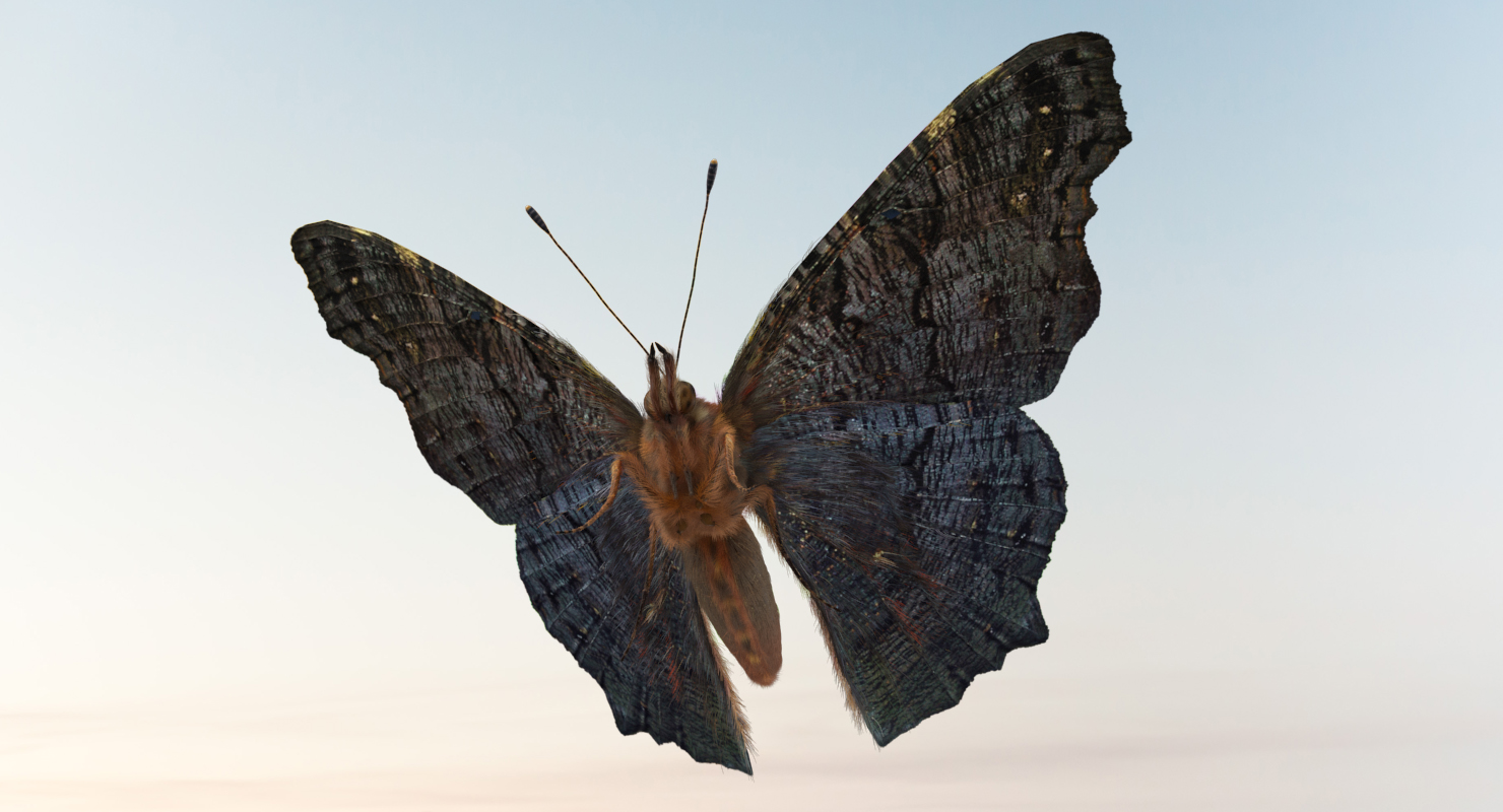 Peacock Butterfly or Aglais io with Fur 3D model