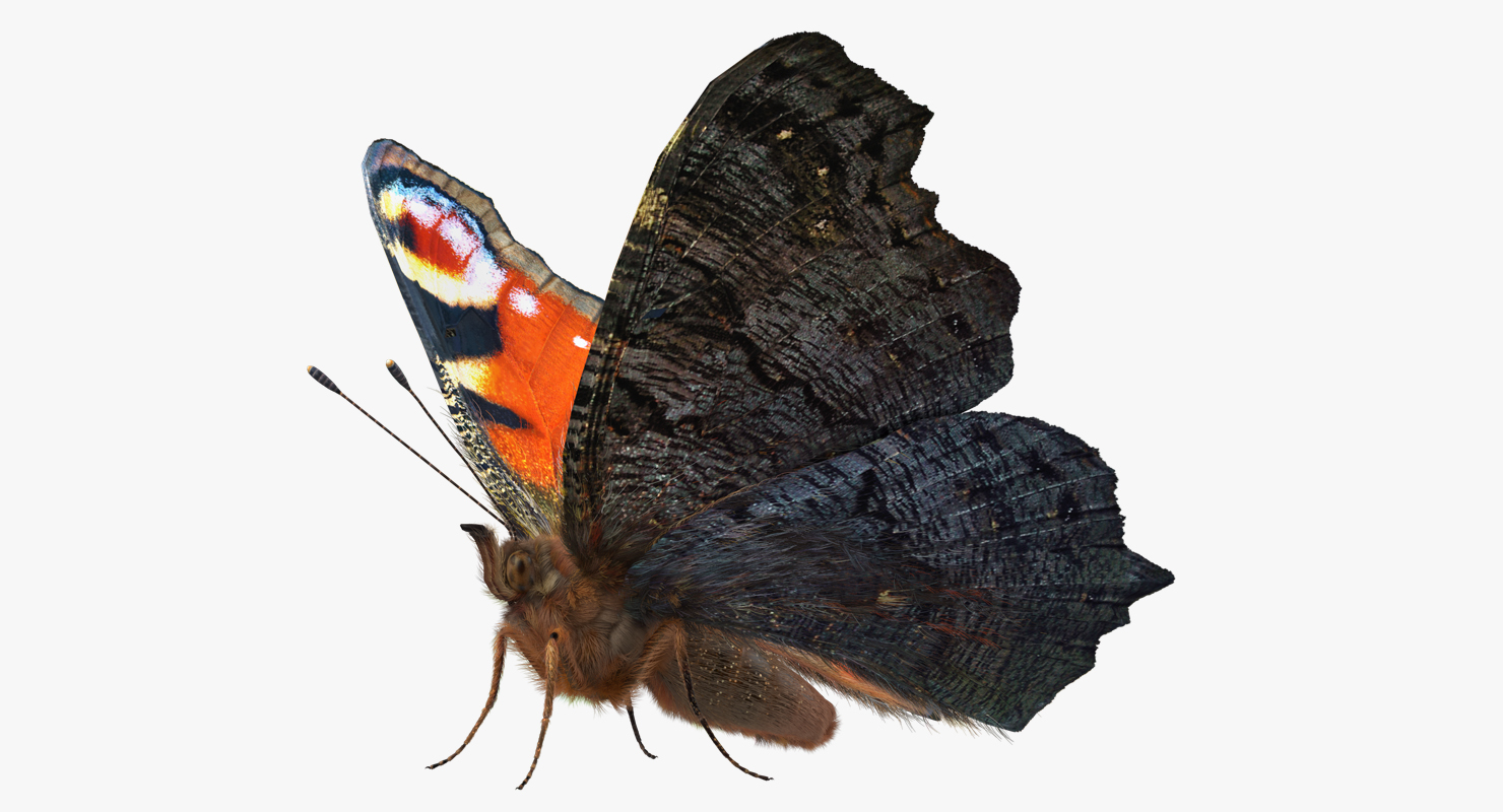 Peacock Butterfly or Aglais io with Fur 3D model