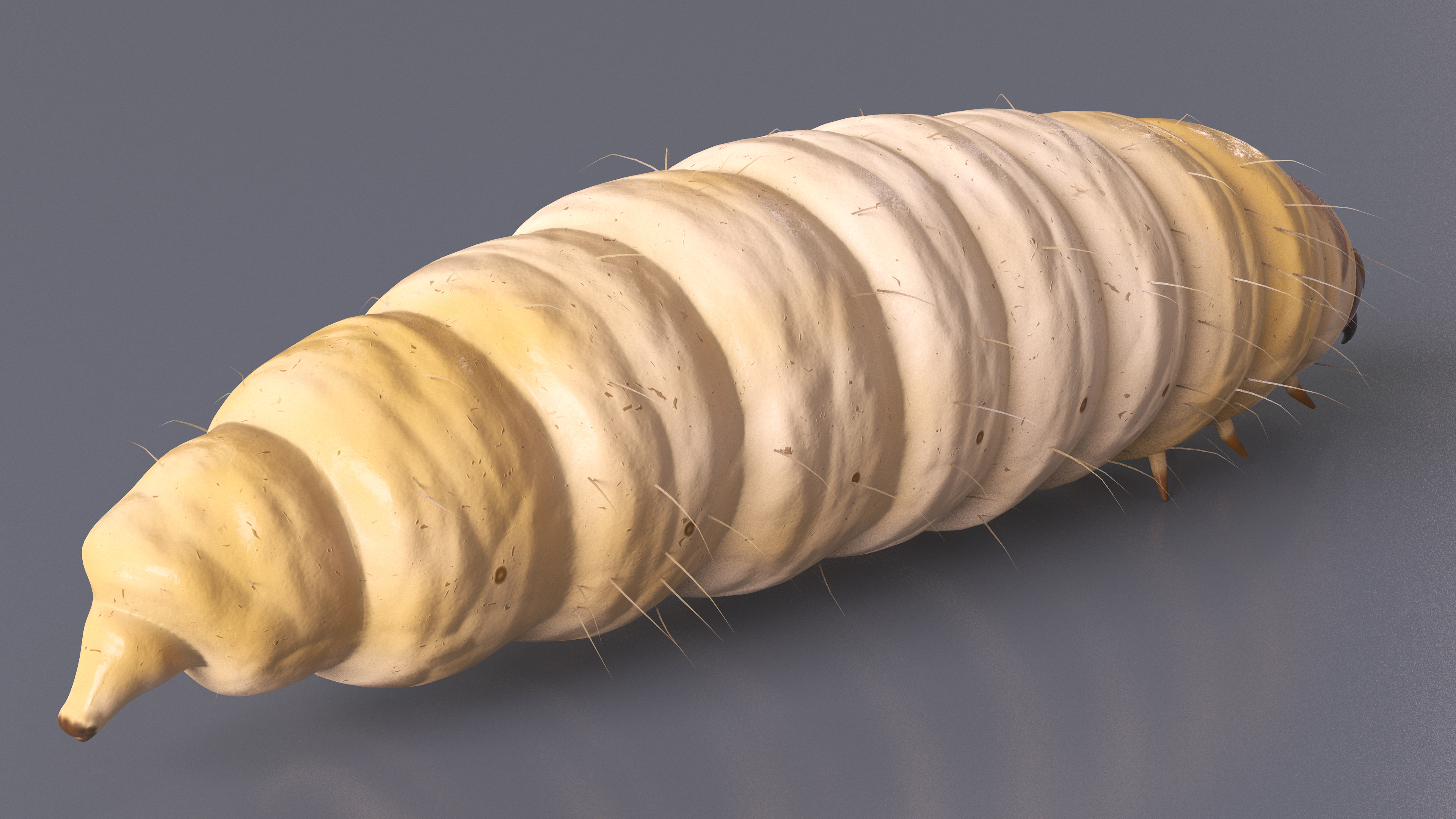Maggot Fly Fur 3D model