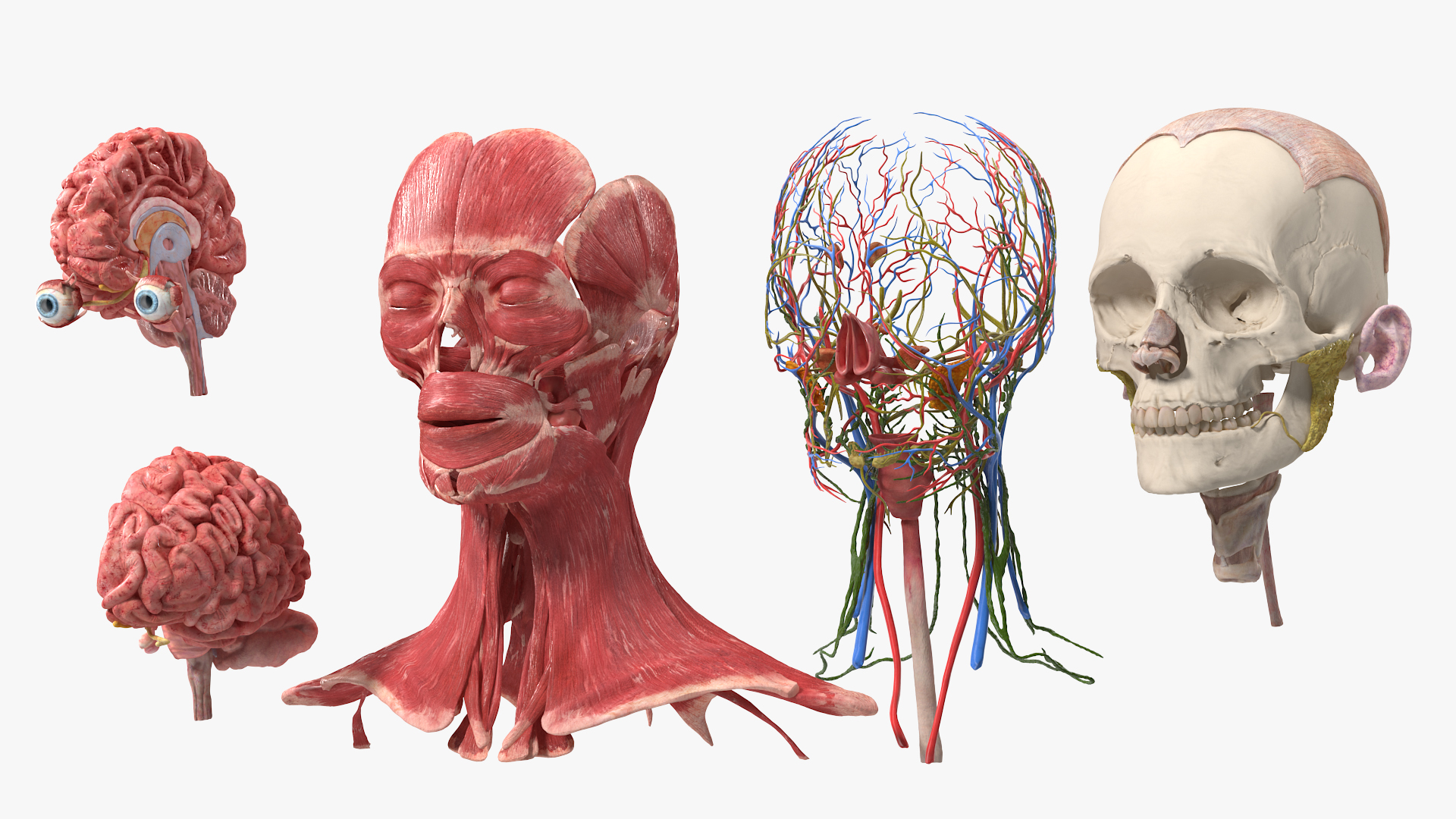 Female Anatomy Head 3D model
