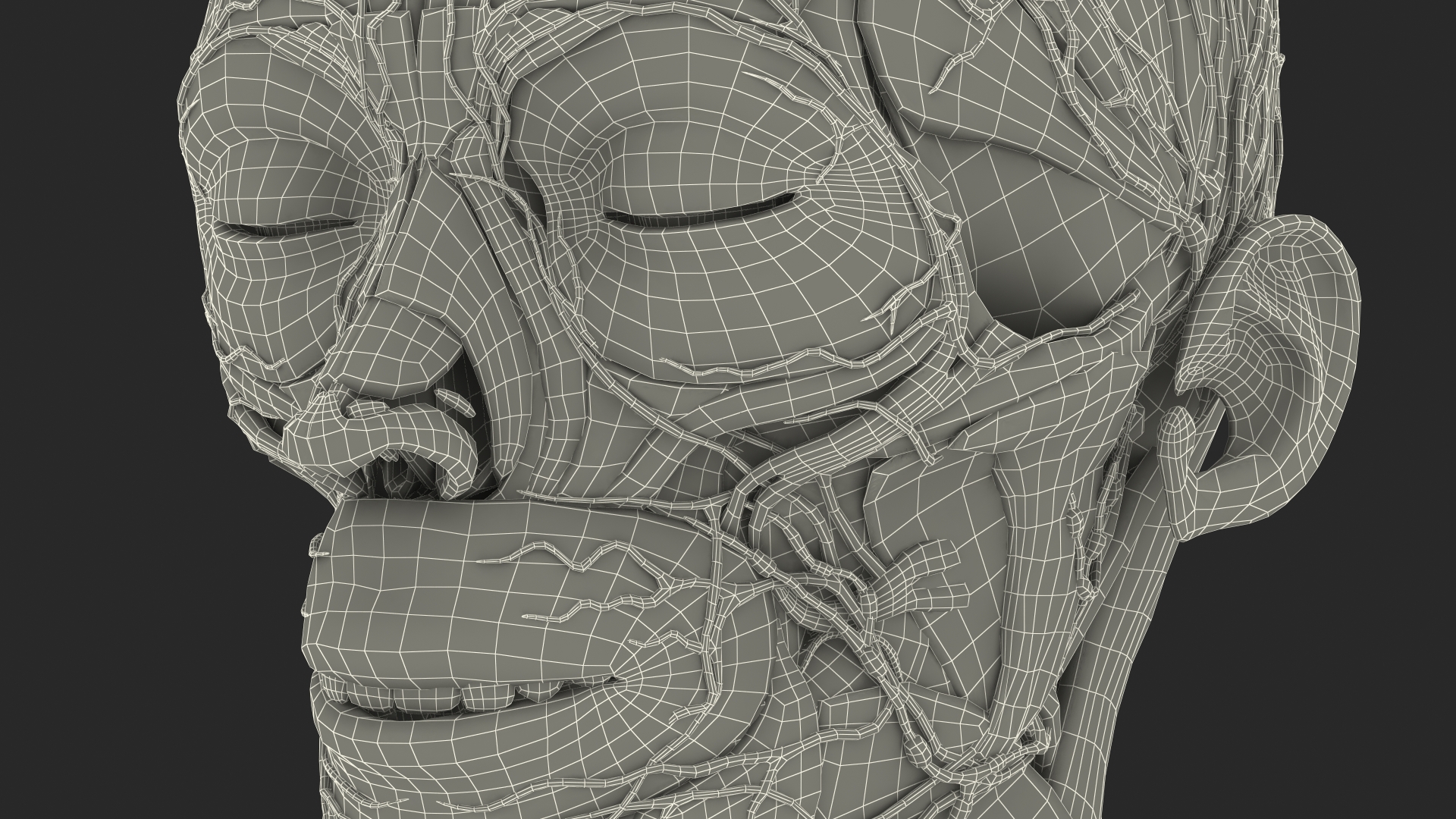 Female Anatomy Head 3D model