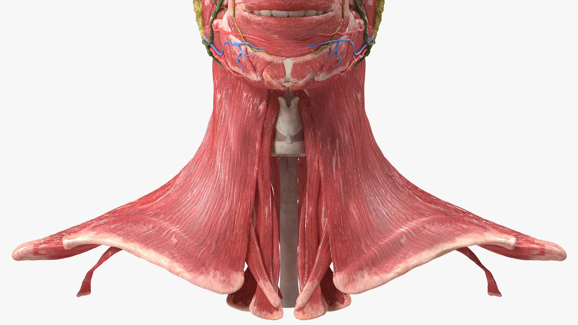 Female Anatomy Head 3D model