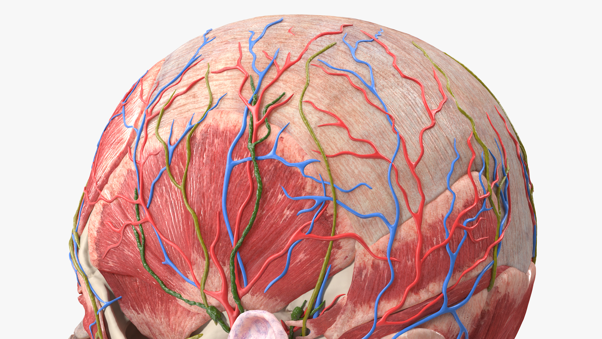 Female Anatomy Head 3D model