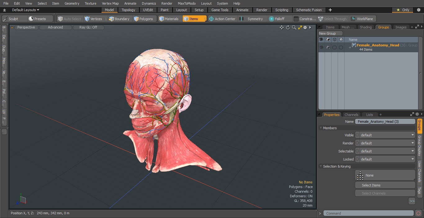 Female Anatomy Head 3D model