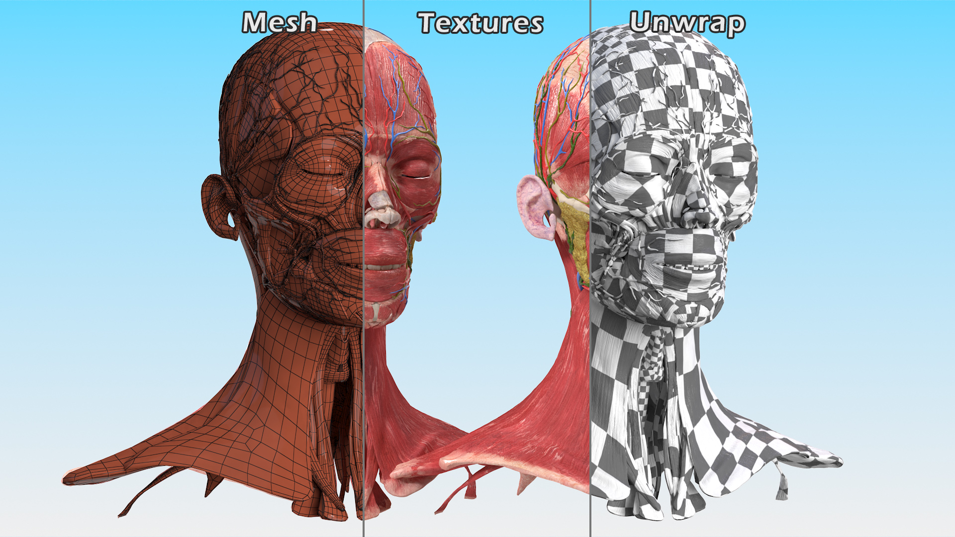 Female Anatomy Head 3D model