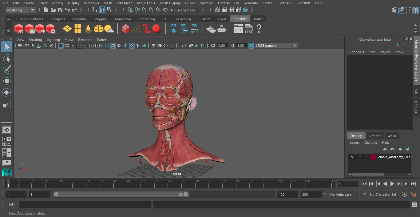 Female Anatomy Head 3D model