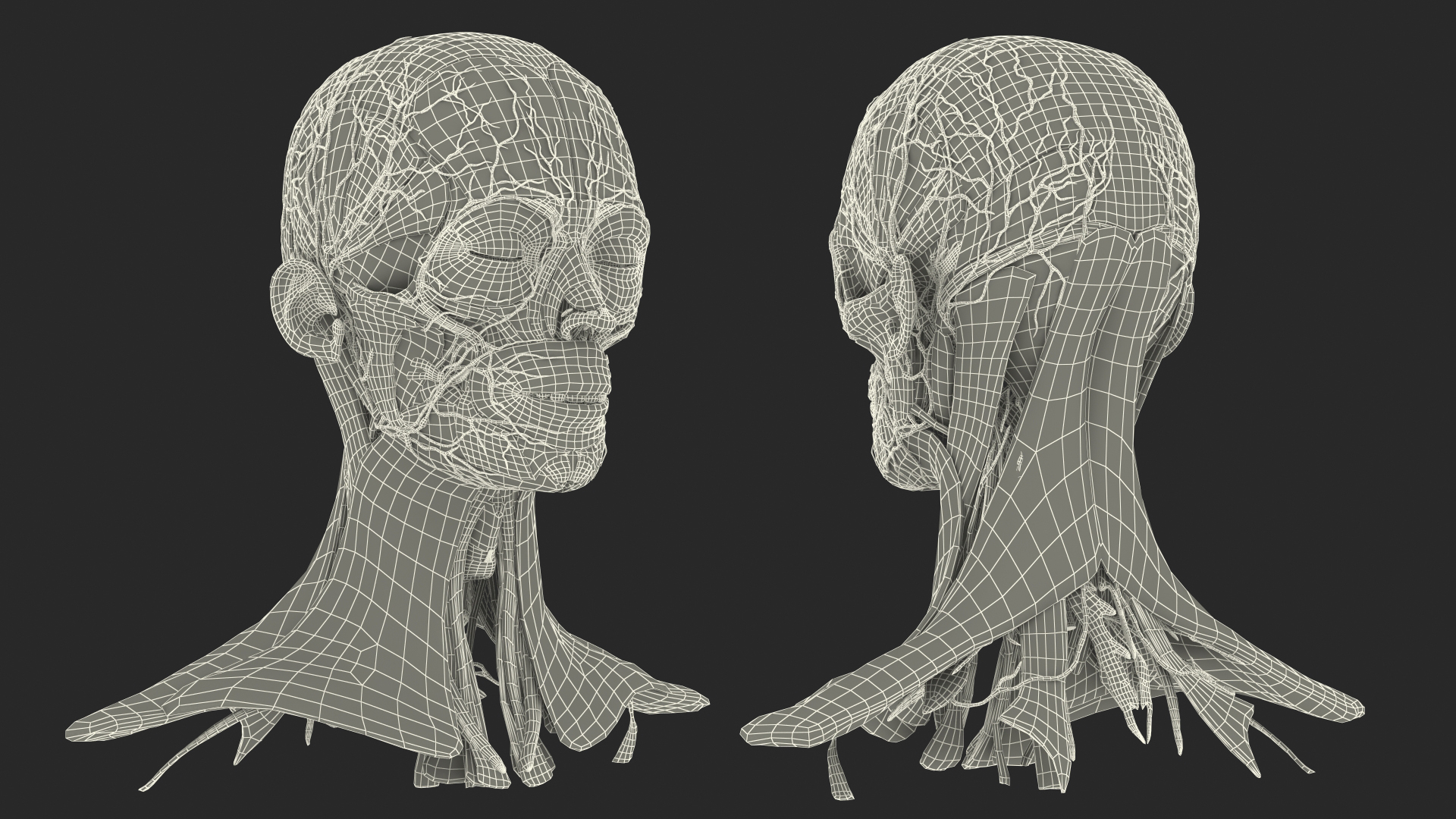 Female Anatomy Head 3D model