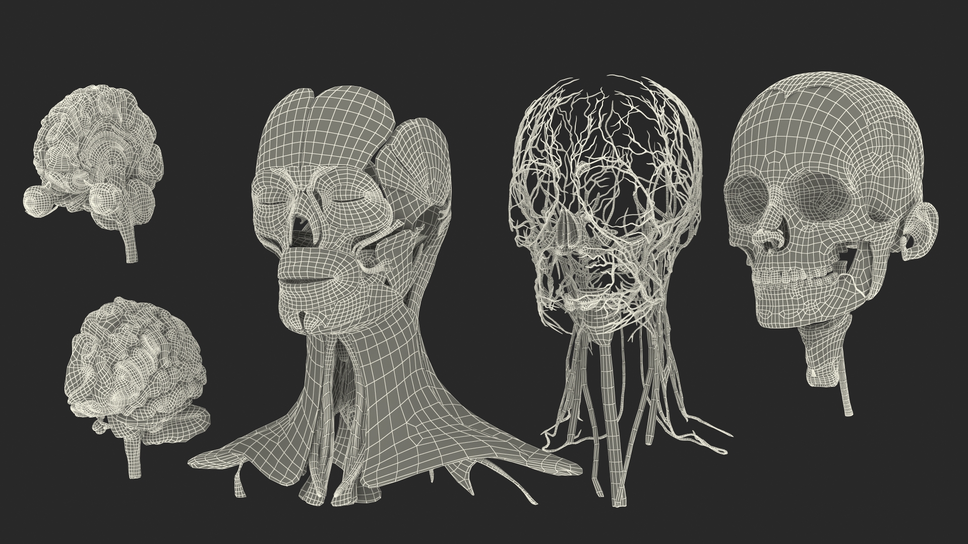 Female Anatomy Head 3D model