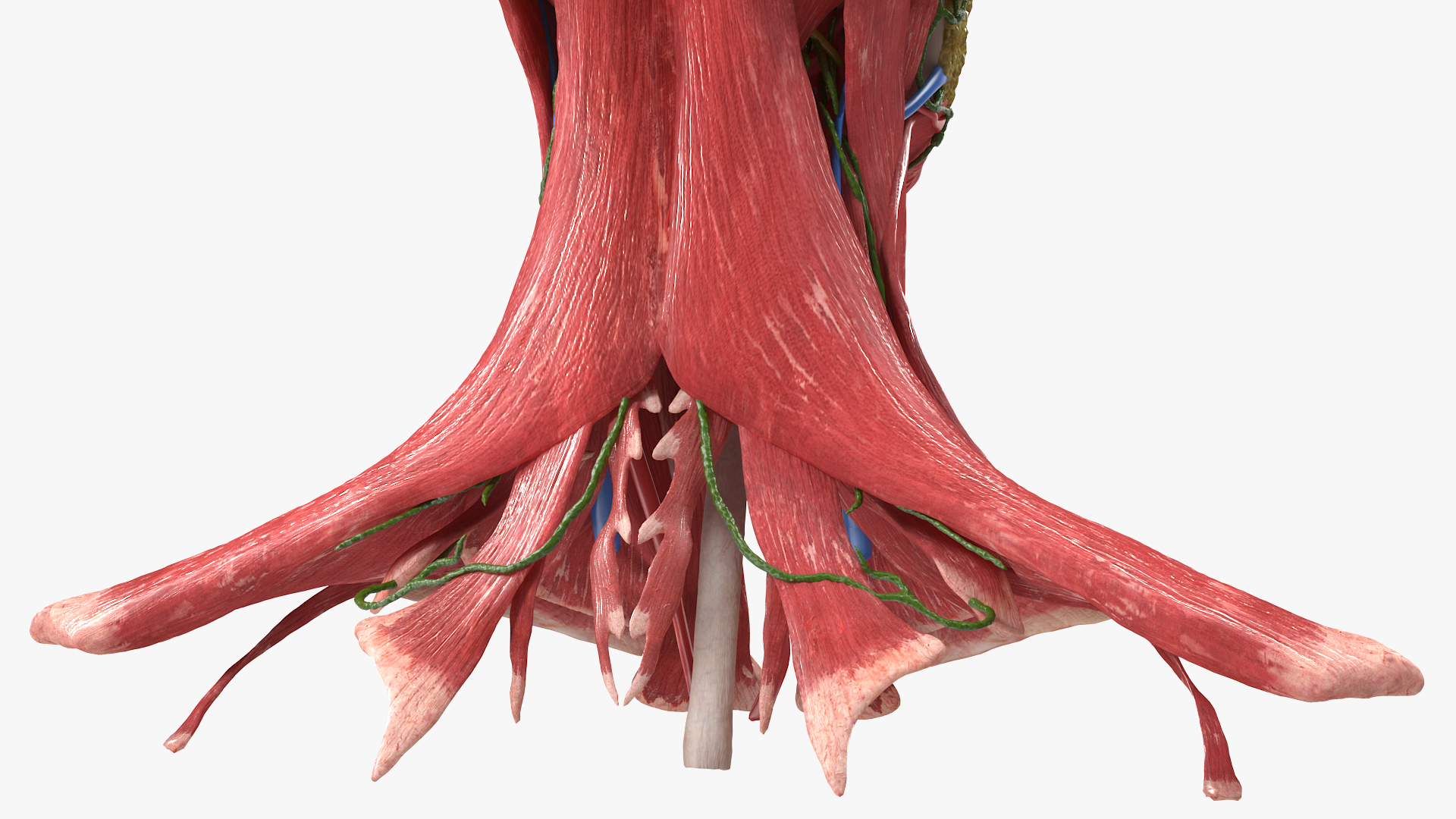 Female Anatomy Head 3D model