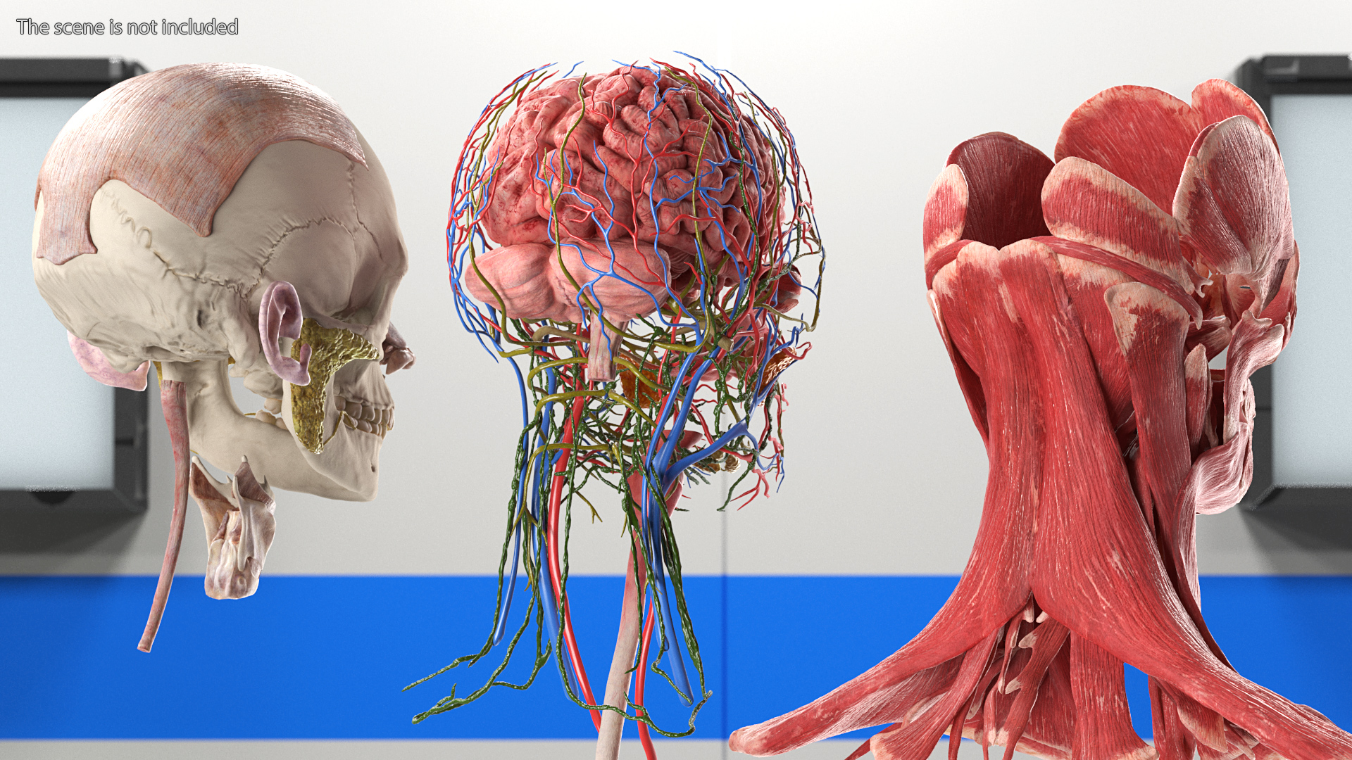 Female Anatomy Head 3D model