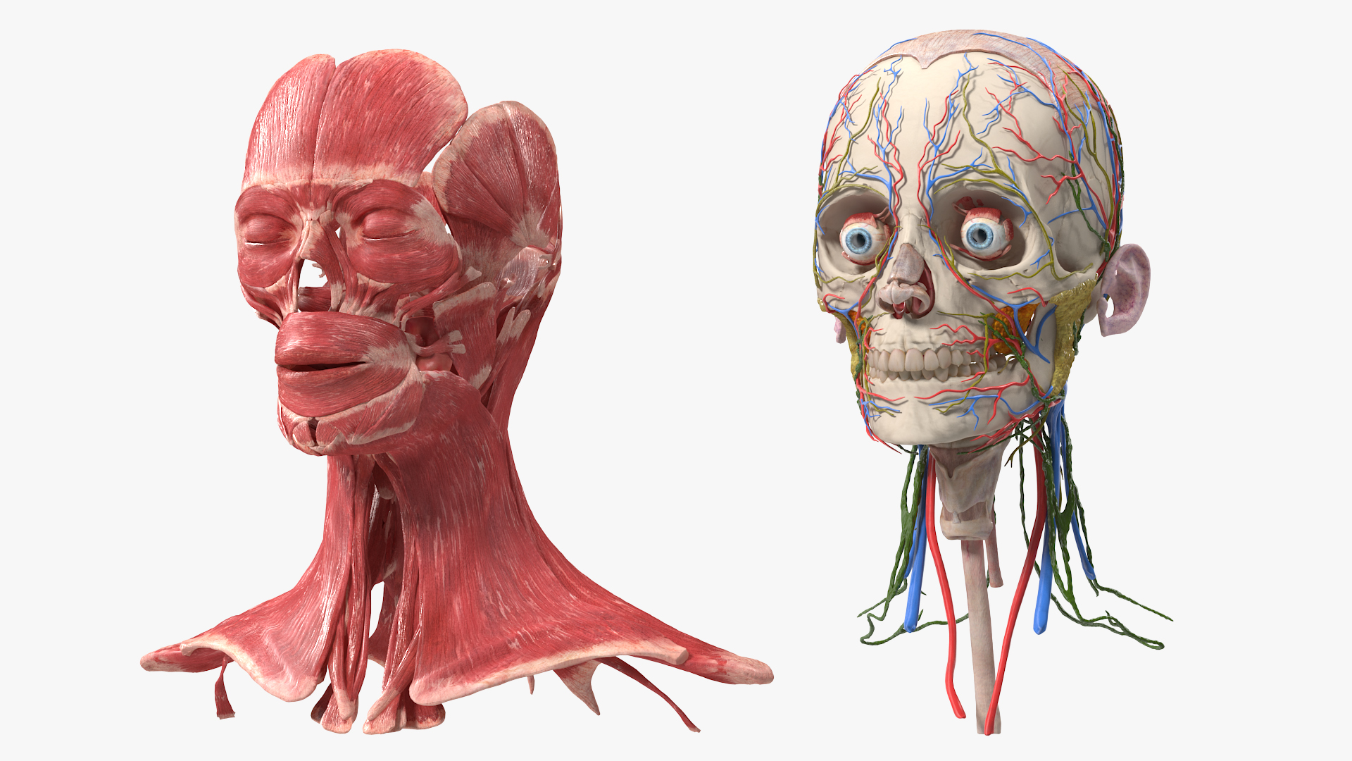 Female Anatomy Head 3D model