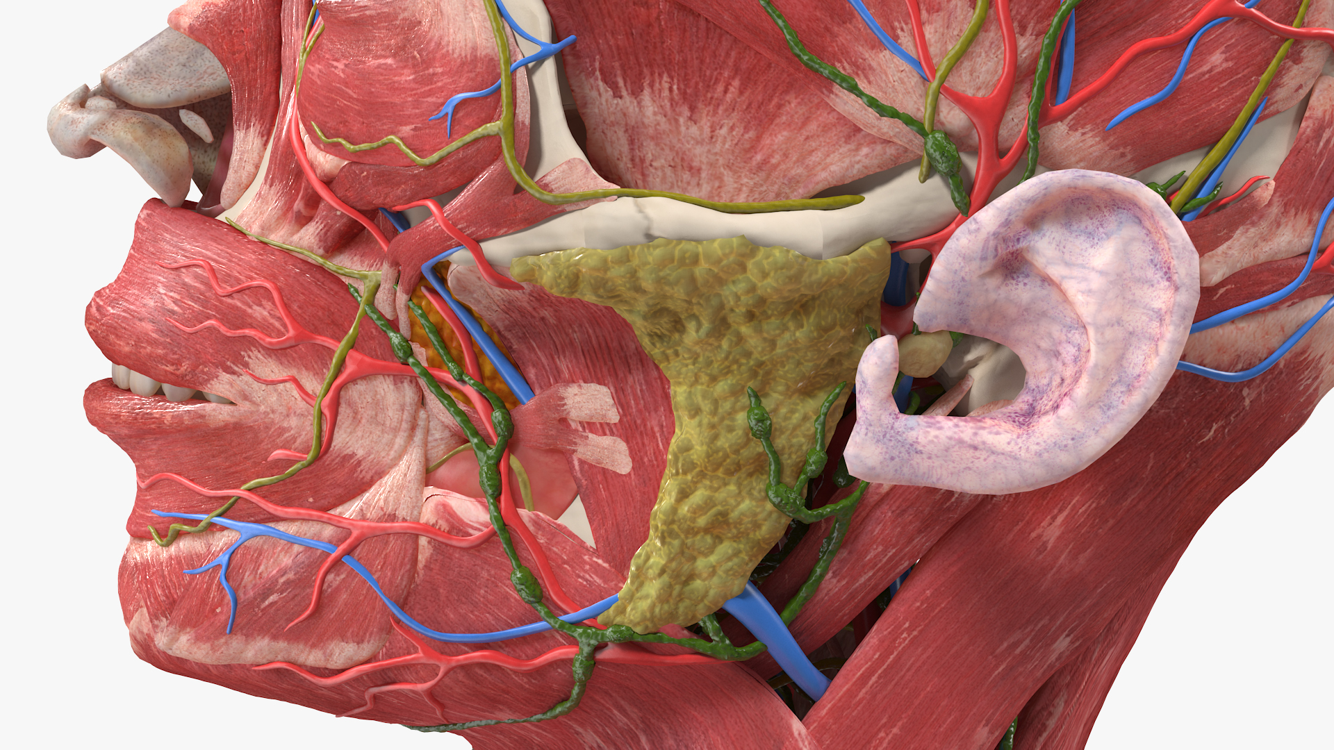 Female Anatomy Head 3D model
