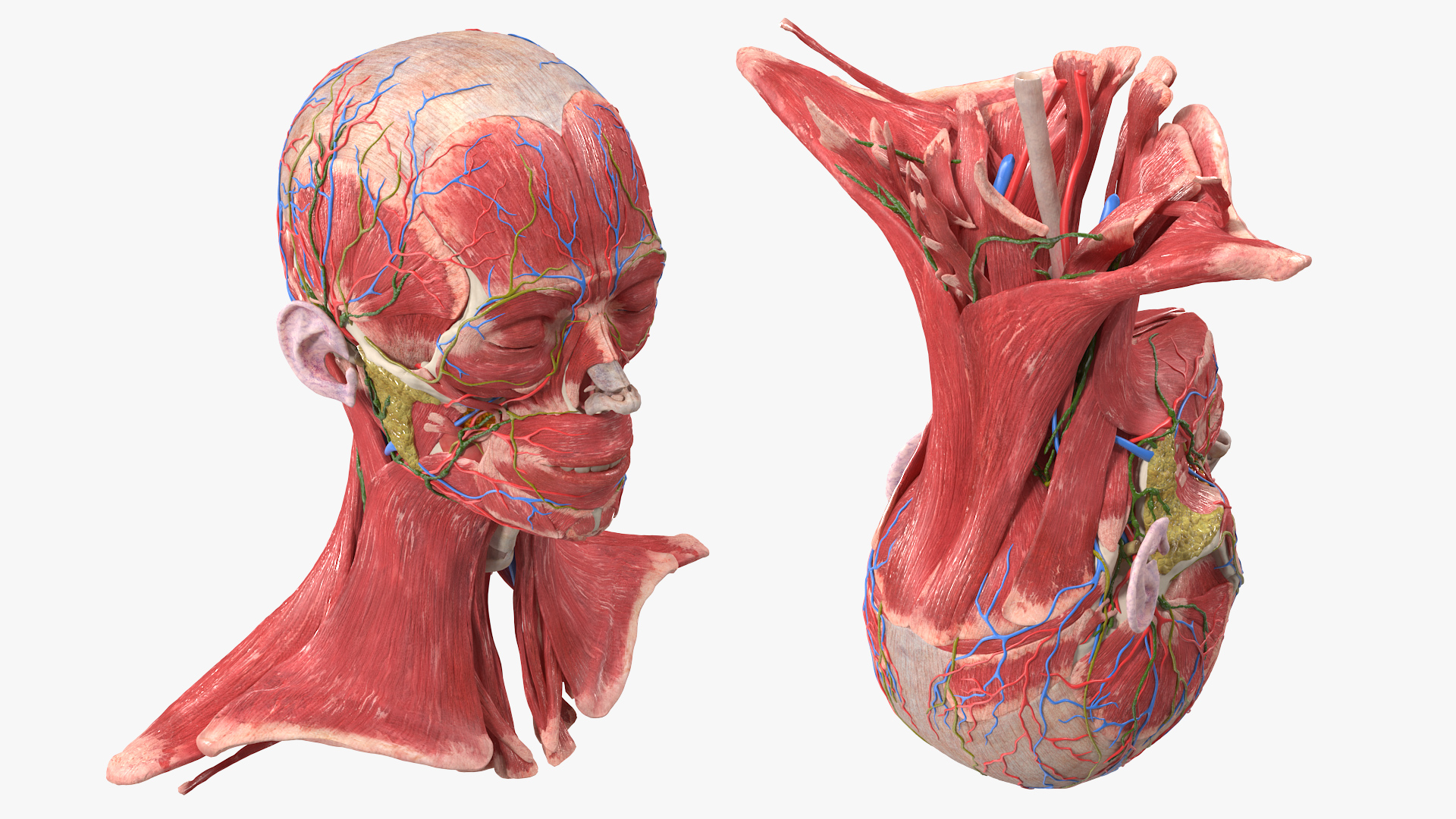 Female Anatomy Head 3D model