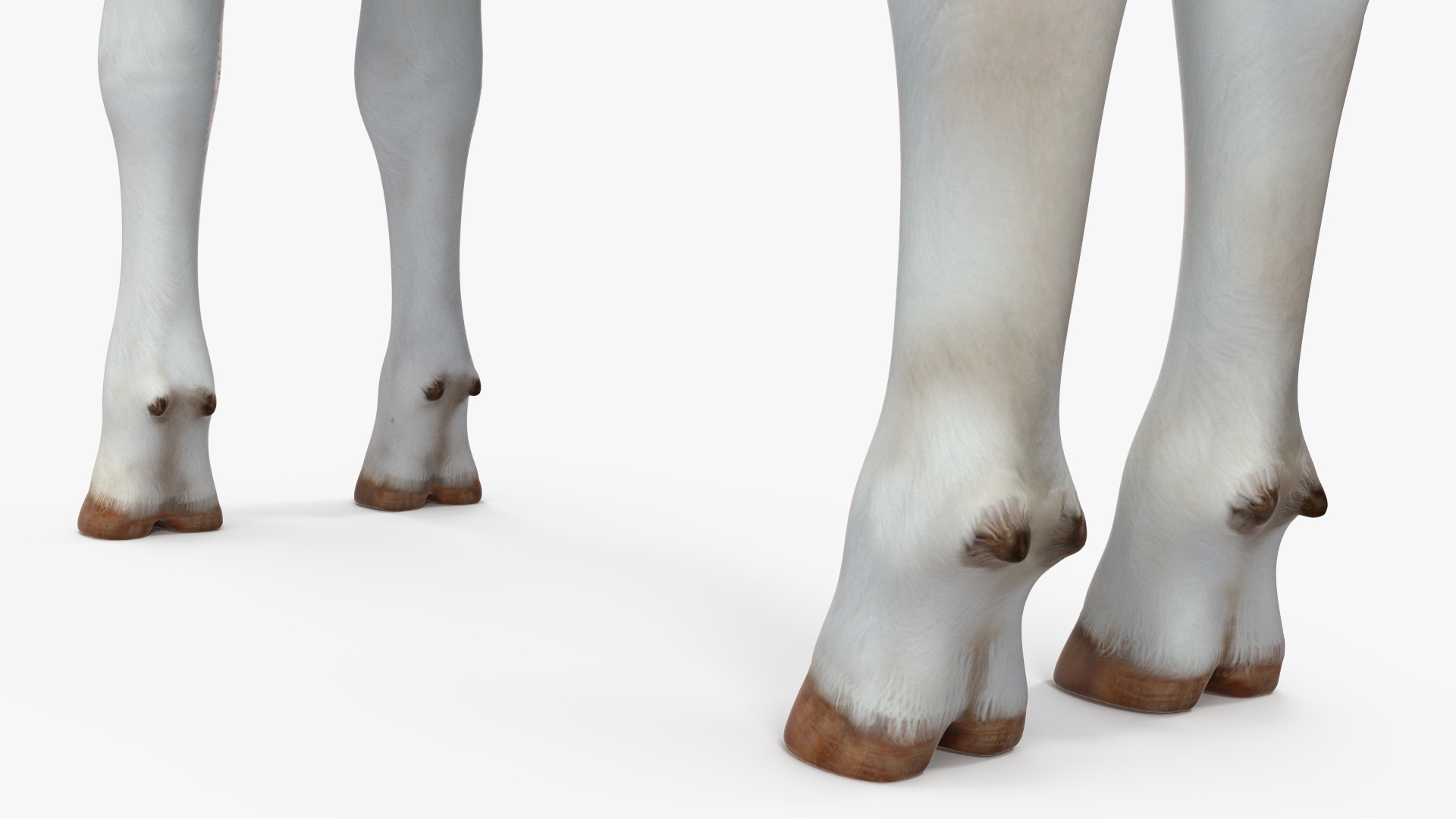 3D model Cow Calf