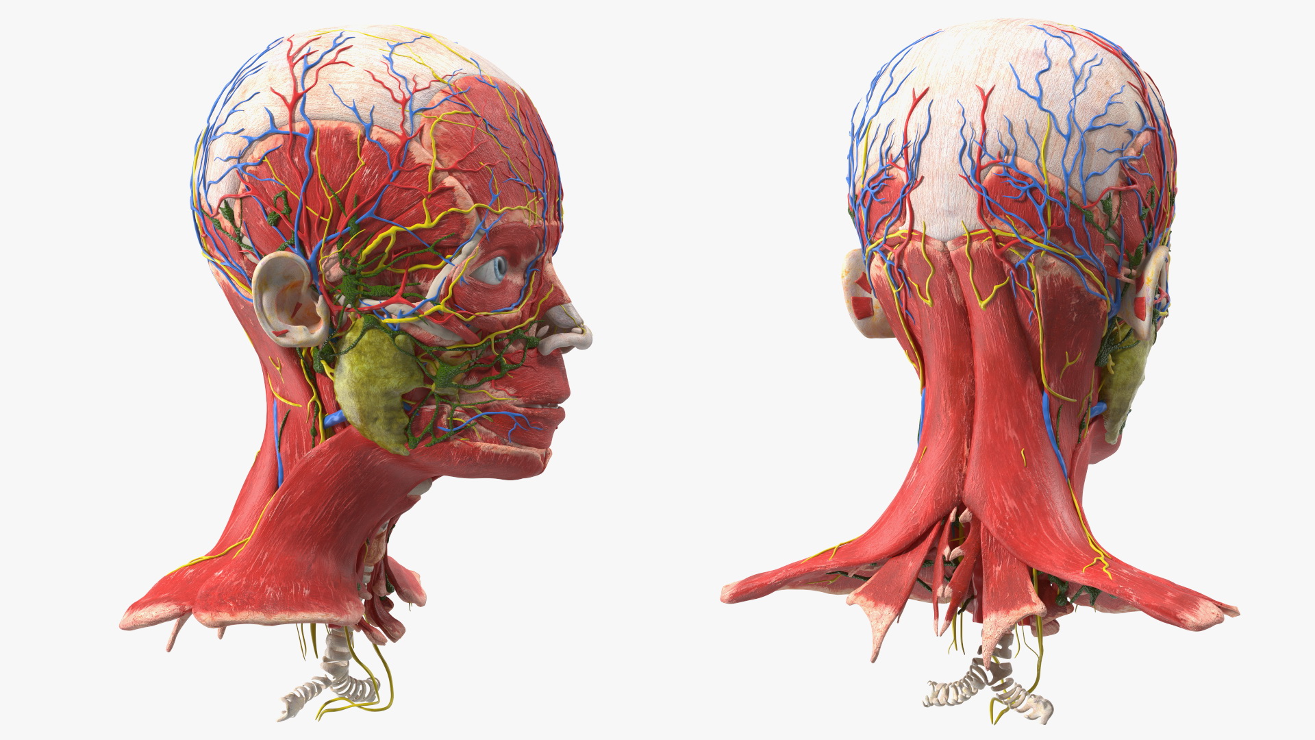 Young Man Anatomy Head 3D
