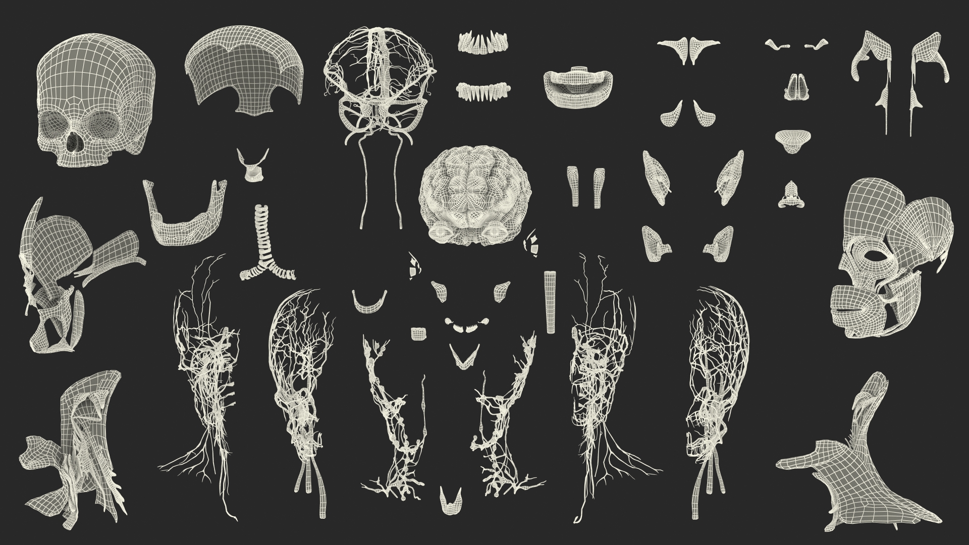 Young Man Anatomy Head 3D