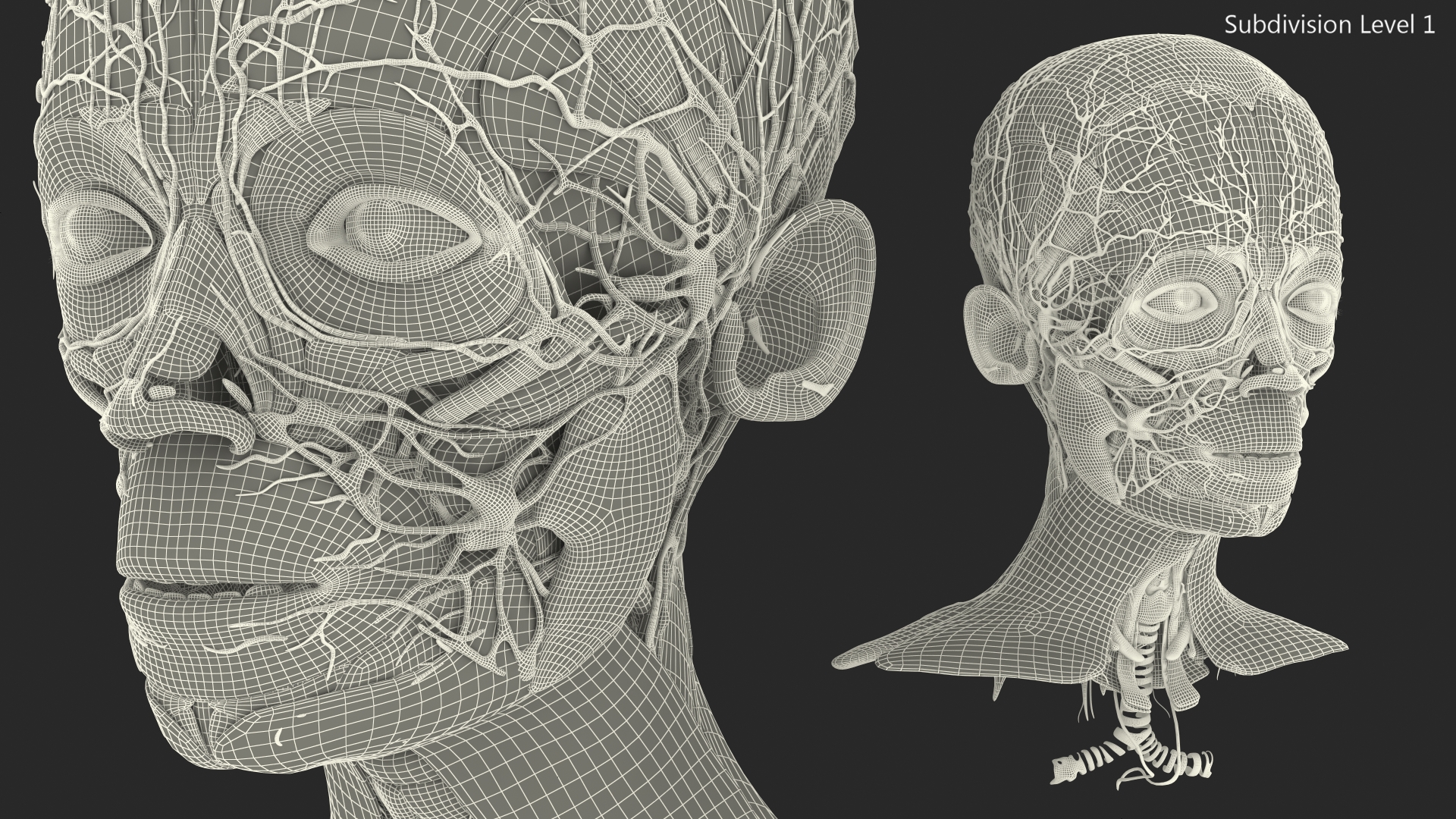 Young Man Anatomy Head 3D