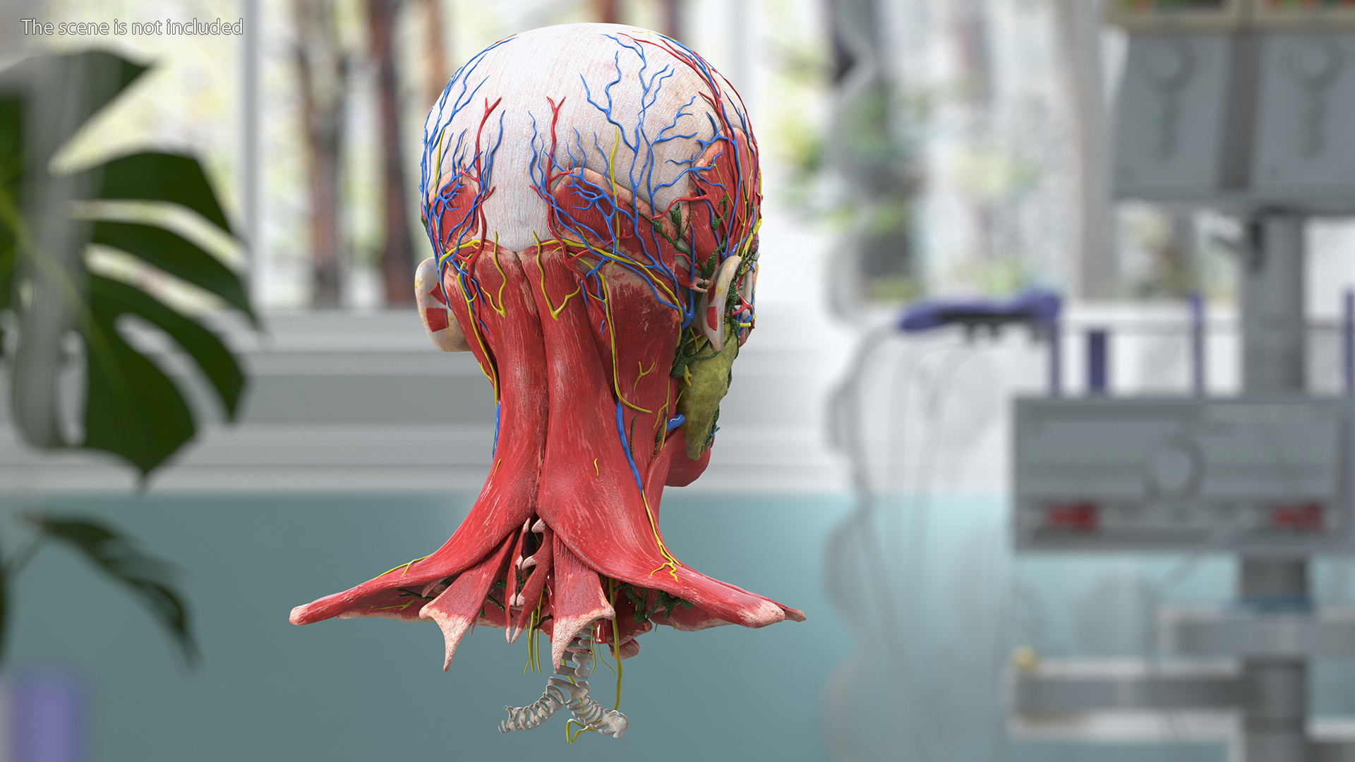 Young Man Anatomy Head 3D