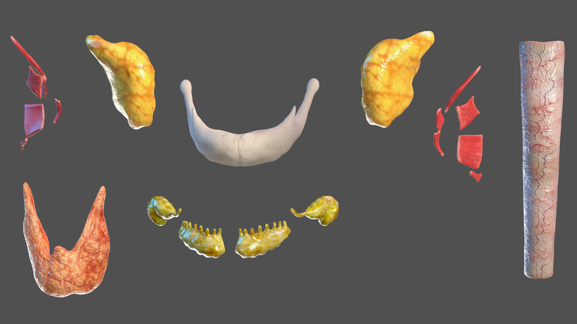 Young Man Anatomy Head 3D