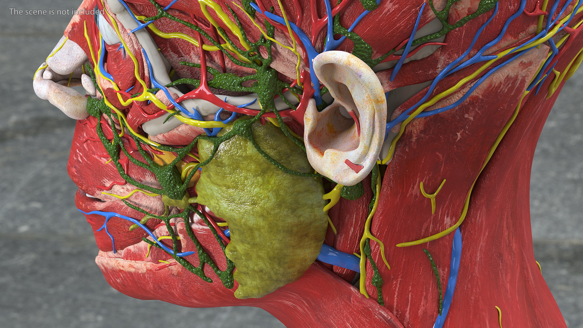 Young Man Anatomy Head 3D