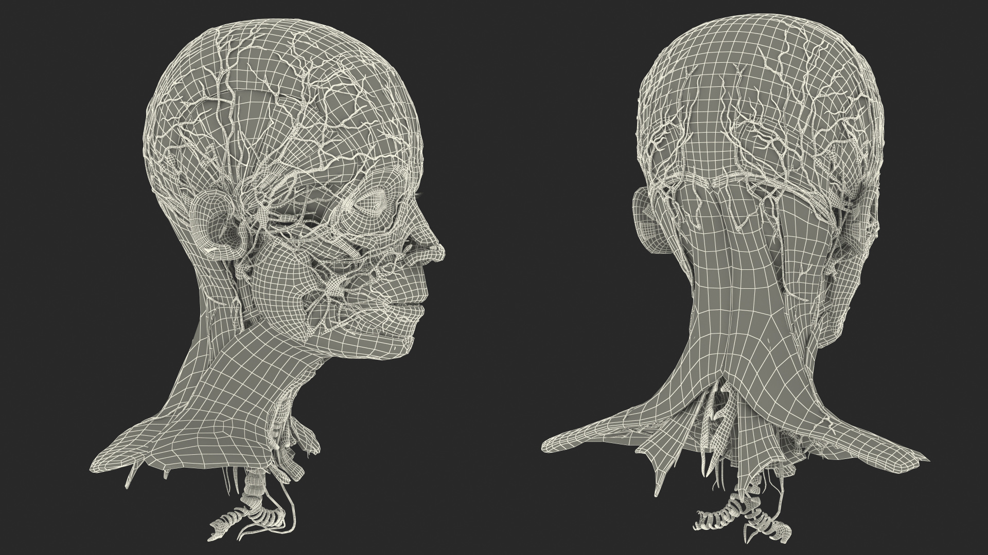Young Man Anatomy Head 3D