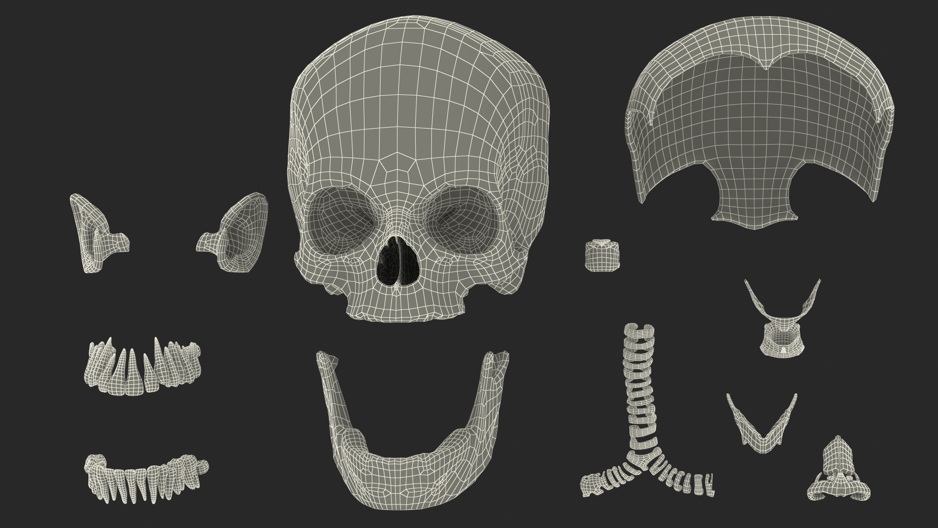 Young Man Anatomy Head 3D